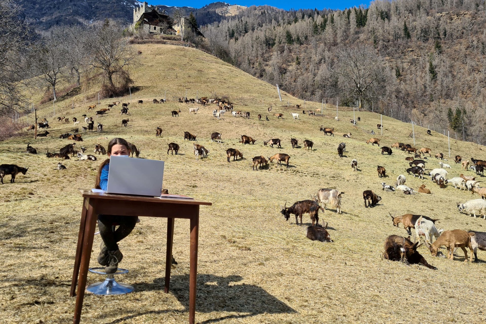 <p>Ten year old Fiammetta attends her online lessons surrounded by her shepherd father’s herd of goats in the mountains, while schools are closed due to coronavirus disease (COVID-19) restrictions, in Caldes, Italy.</p>
