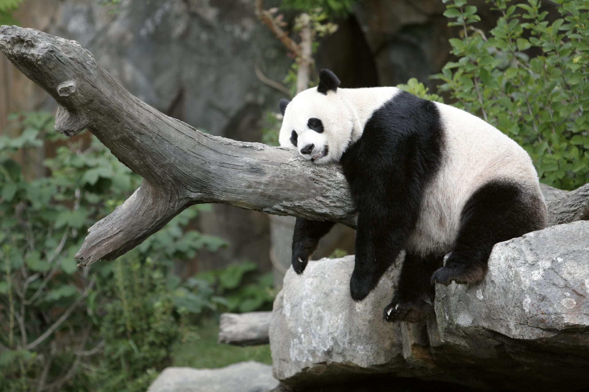 <p>Giant panda Mei Xiang enjoys her afternoon nap at the National Zoo in Washington on August 23, 2007.</p>

