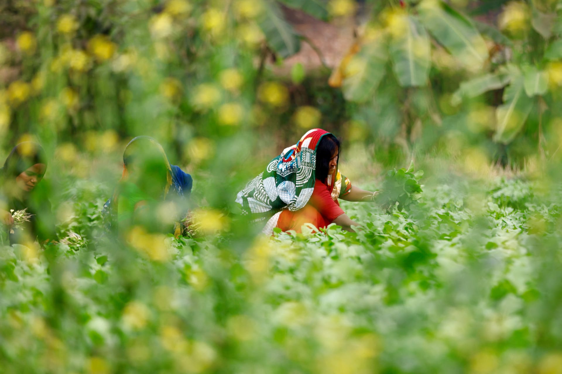 <p>Women collect vegetables from a farm in Keraniganj, near Dhaka, Bangladesh, January 12, 2022. </p>
