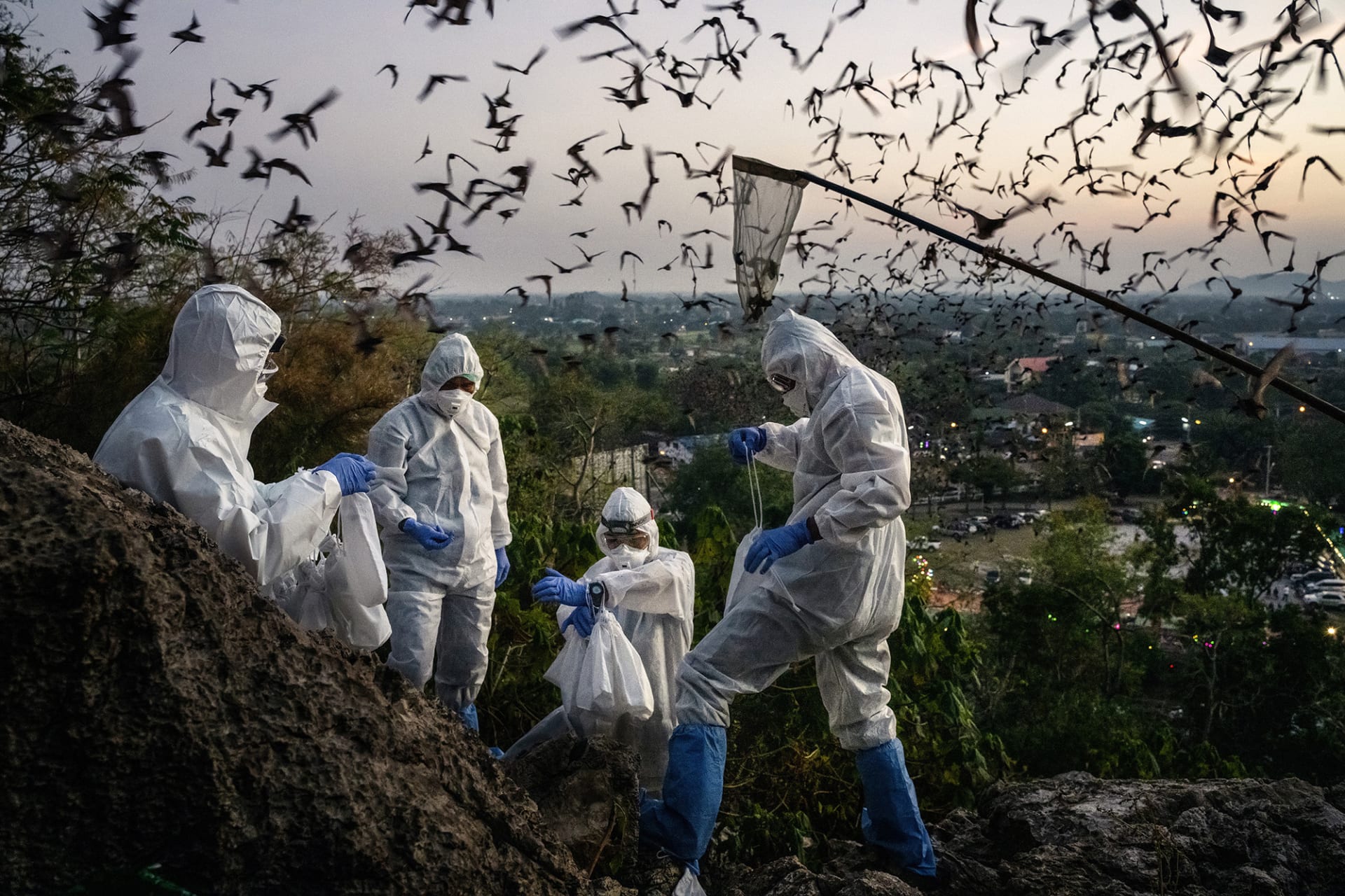 <p>THAILAND: Infectious-disease researchers catch bats to study.</p>

