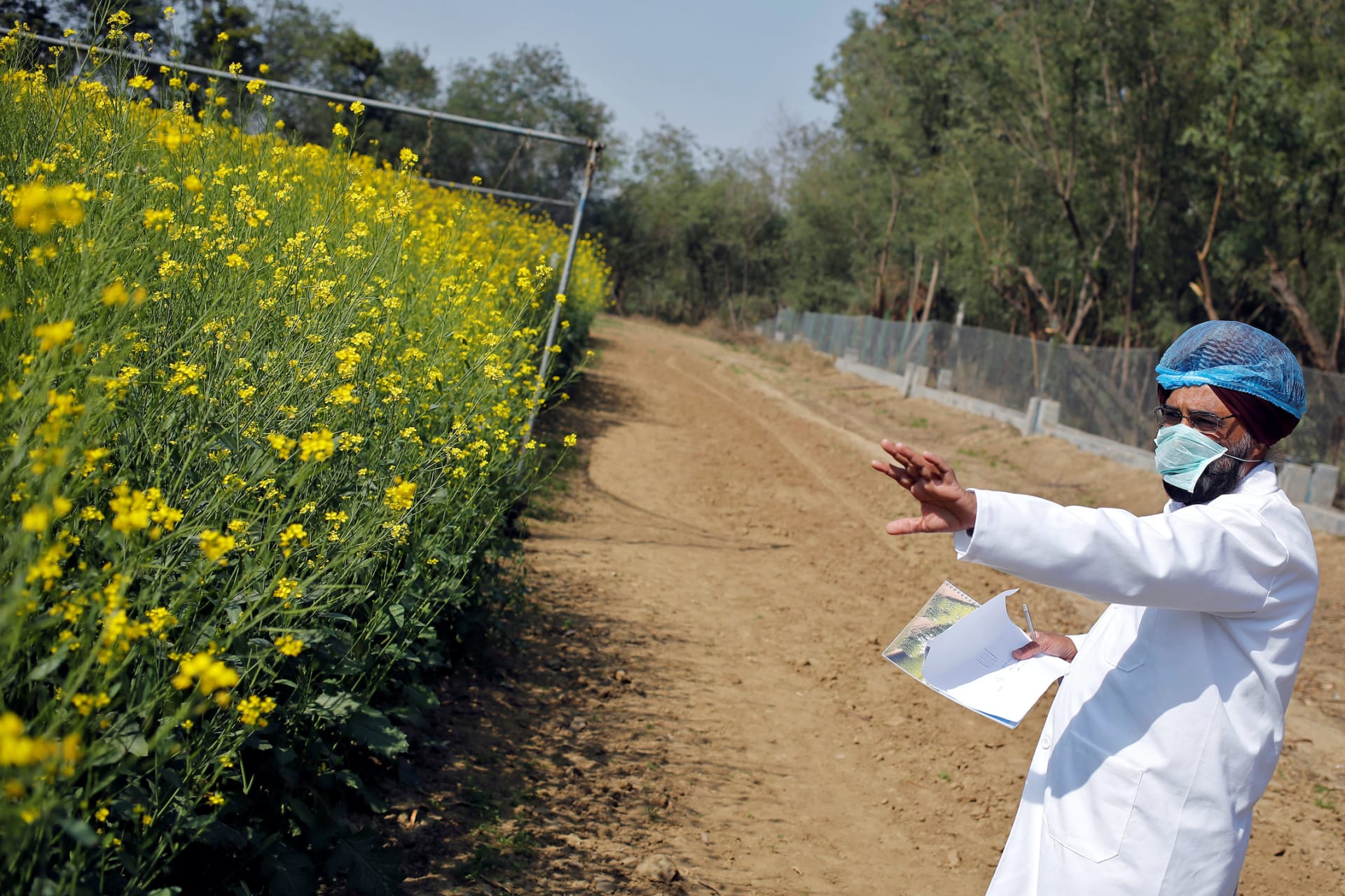 <p>An Indian scientist points to a patch of genetically modified (GM) rapeseed crops under trial in New Delhi, February 13, 2015.</p>

