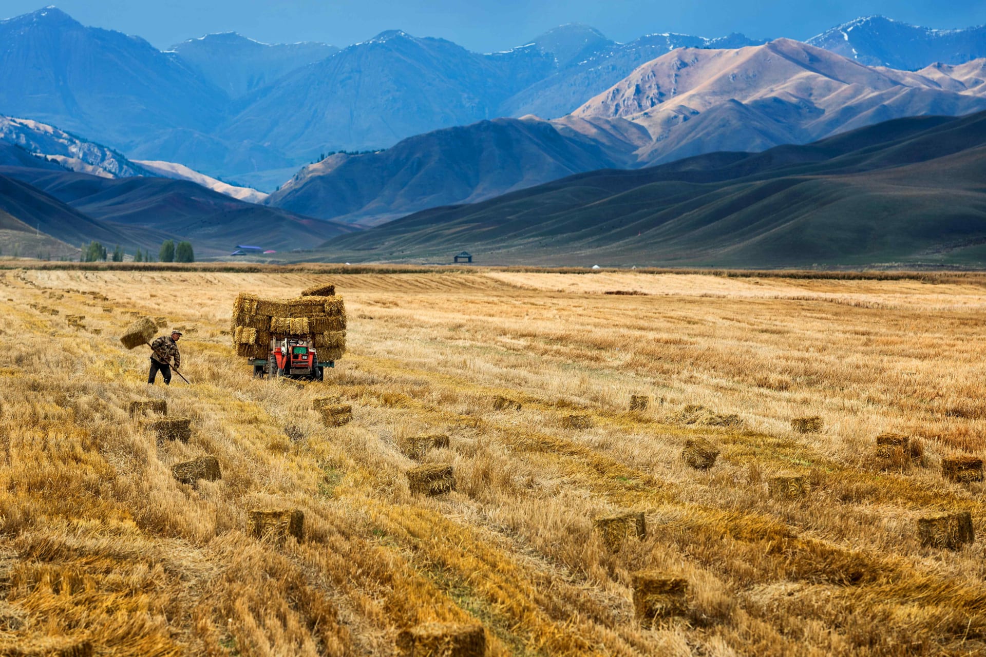<p>A farmer harvests in a crop field in Yili, Xinjiang Autonomous Region, October 3, 2015.</p>
