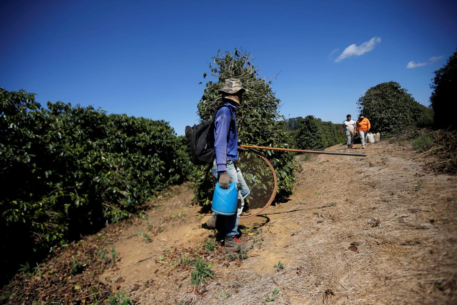 <p>A coffee farmworker is shown during a state inspection to detect potential cases of modern slavery in Campos Altos, Brazil.  </p>
