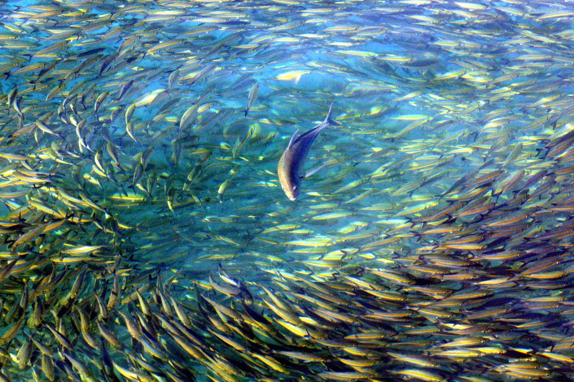 <p>A trevally chases fusiliers near Malaysia’s Lankayan Island, located in the Sulu-Sulawesi Marine Ecoregion, in the state of Sabah near Borneo on January 9, 2004. </p>
