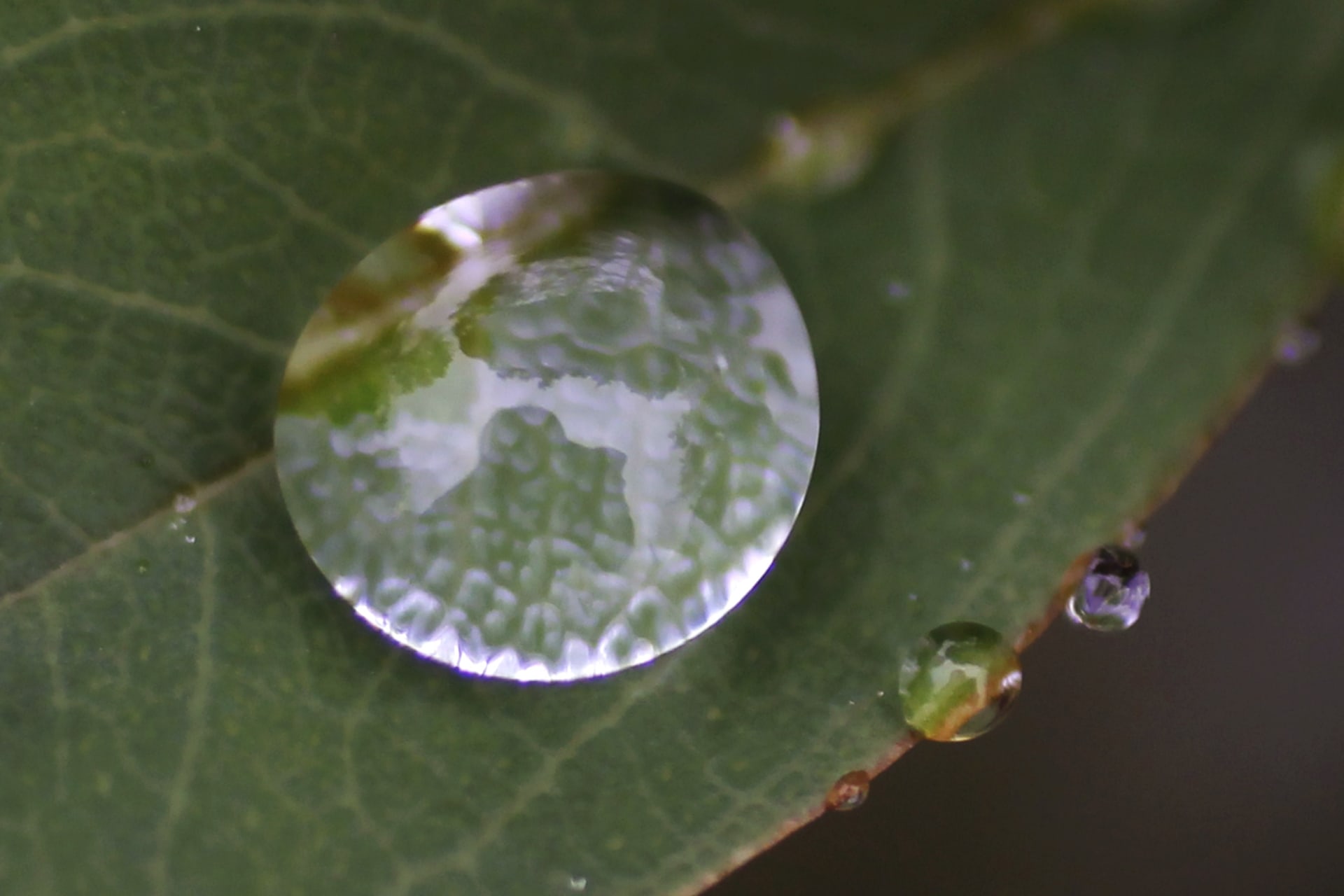 <p>Trees are reflected on a raindrop on a leaf at a park near the venue of the tenth Conference of the Parties to the Convention on Biological Diversity in Nagoya, Japan on October 28, 2010. </p>
