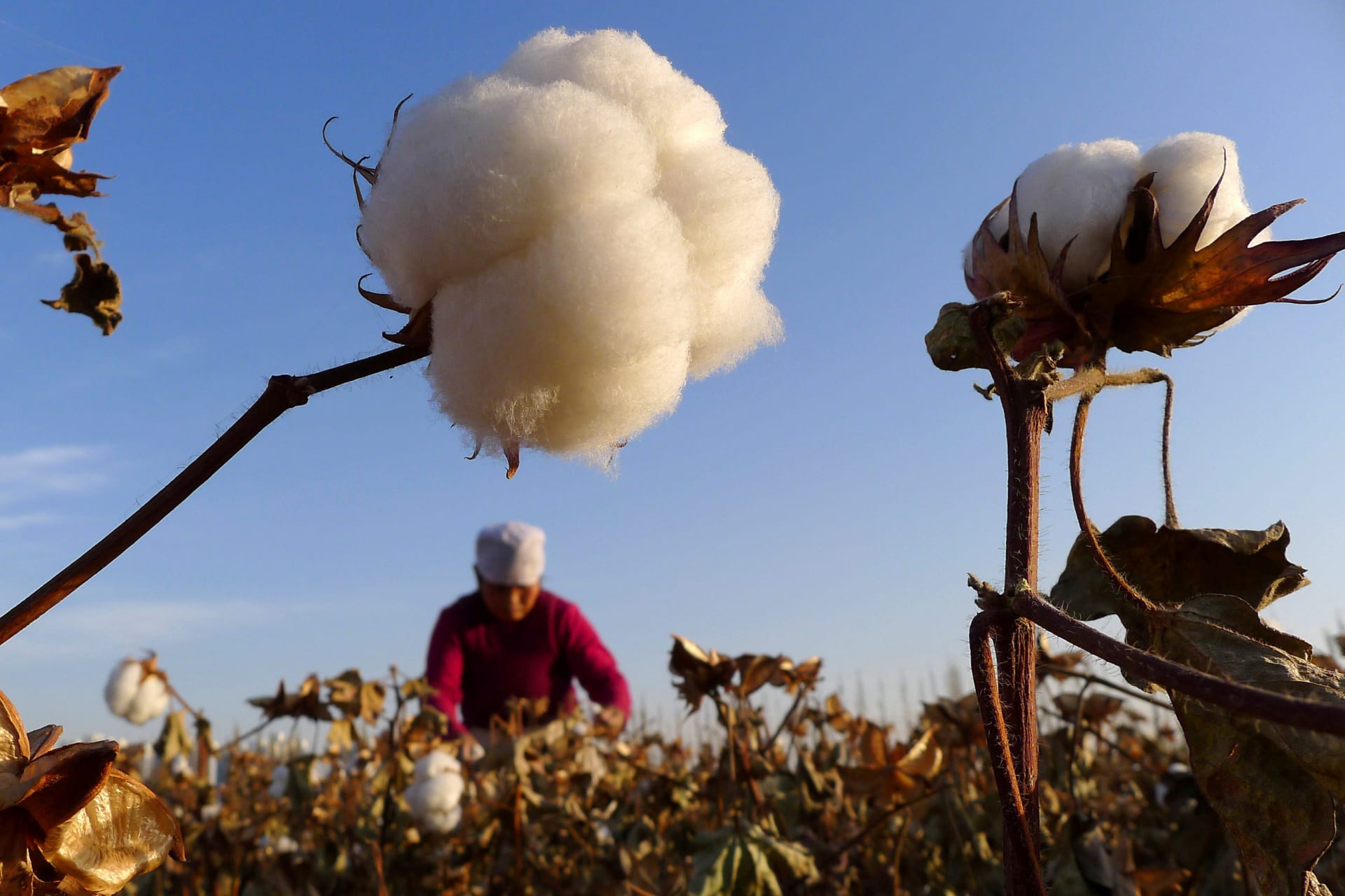 <p>A farmer picks cotton in China’s Xinjiang region.</p>
