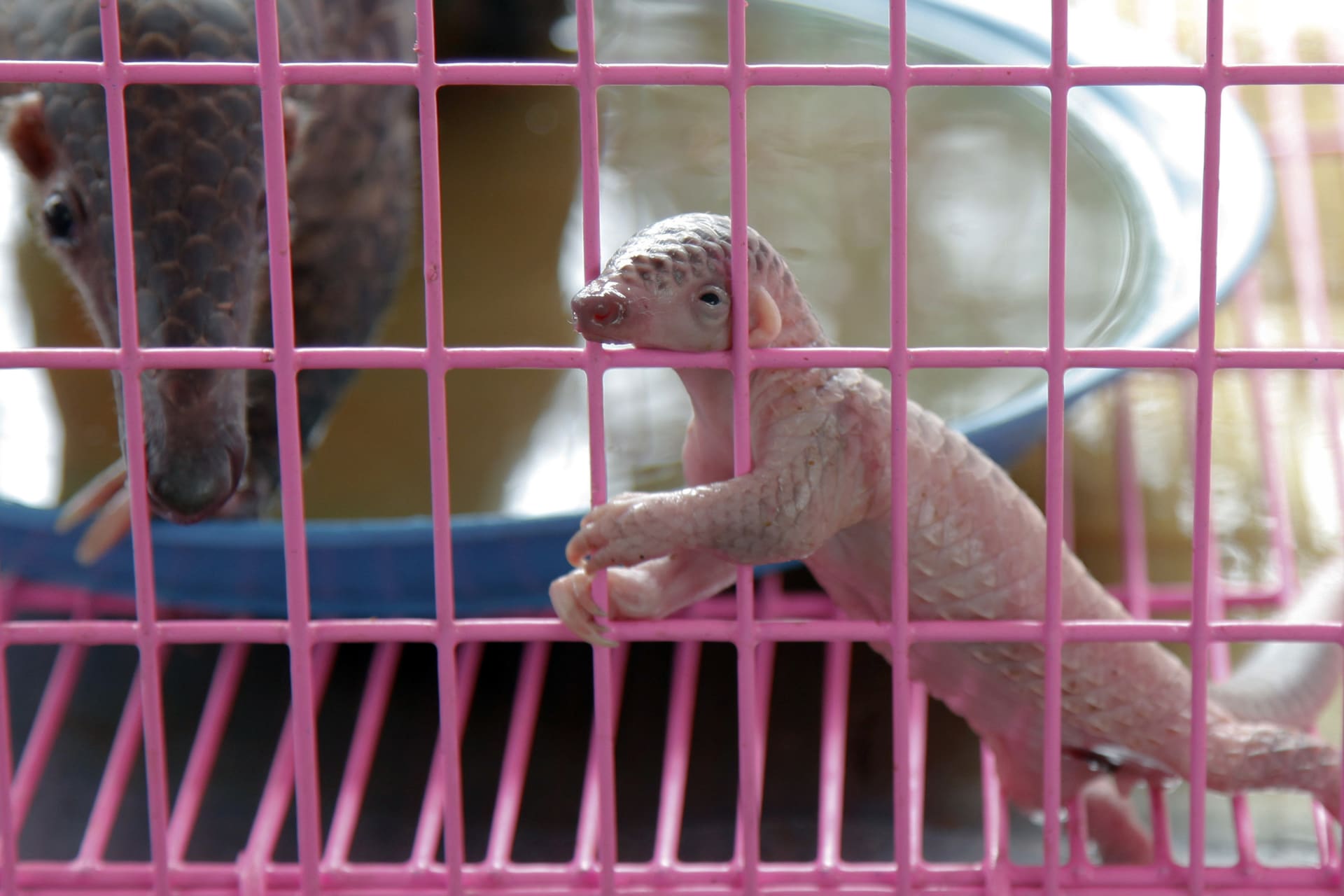 <p>A newborn baby pangolin climbs the walls of a cage during a news conference at Thai customs in Bangkok on April 20, 2011. </p>
