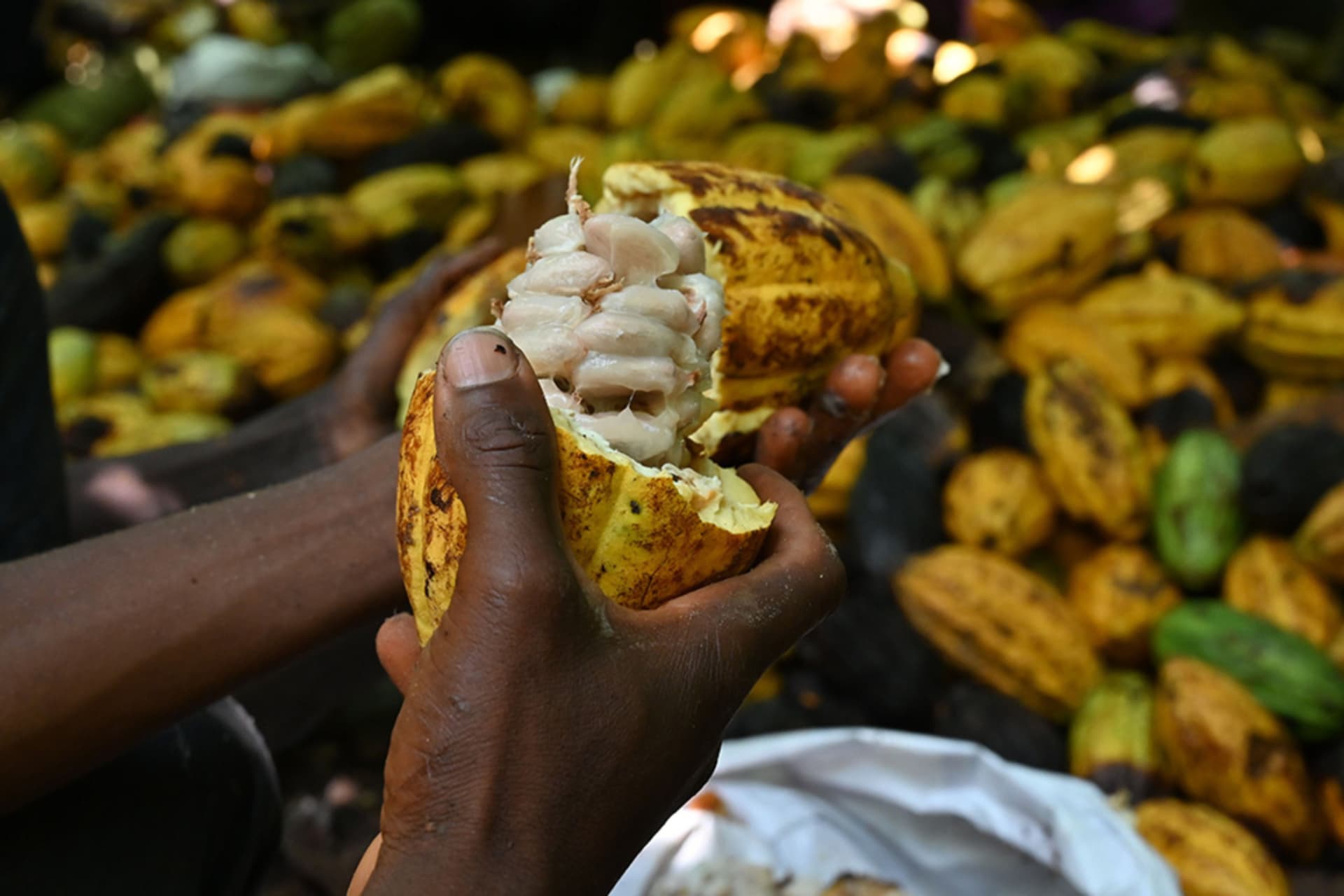 <p>A worker breaks a cocoa pod at a plantation near Guiglo, western Ivory Coast.</p>
