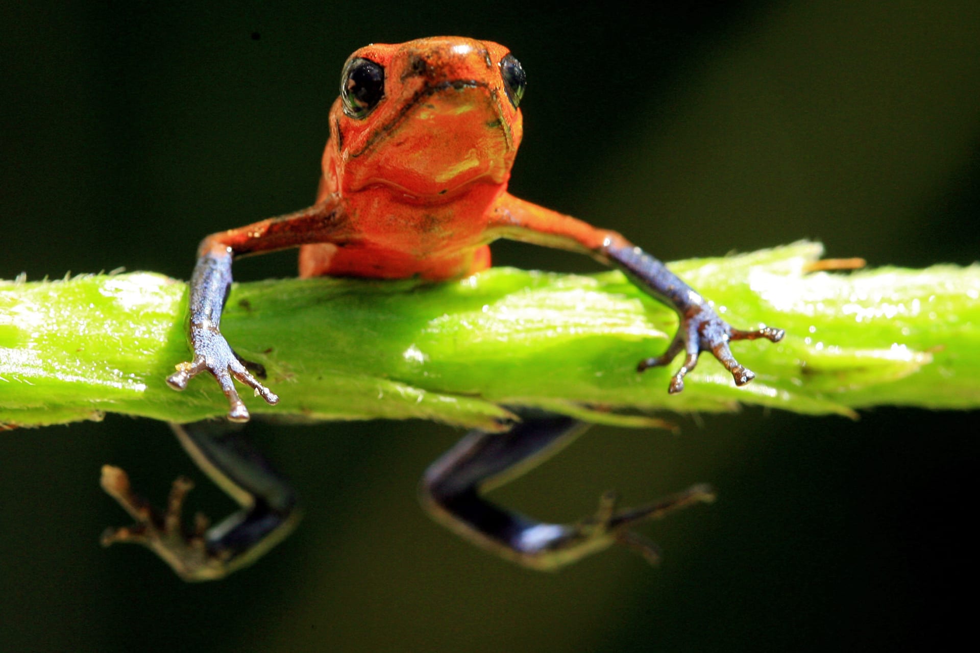<p>A Blue Jeans Dart Frog is seen at La Selva biological station in Sarapiqui, in this January 12, 2006 file picture. </p>
