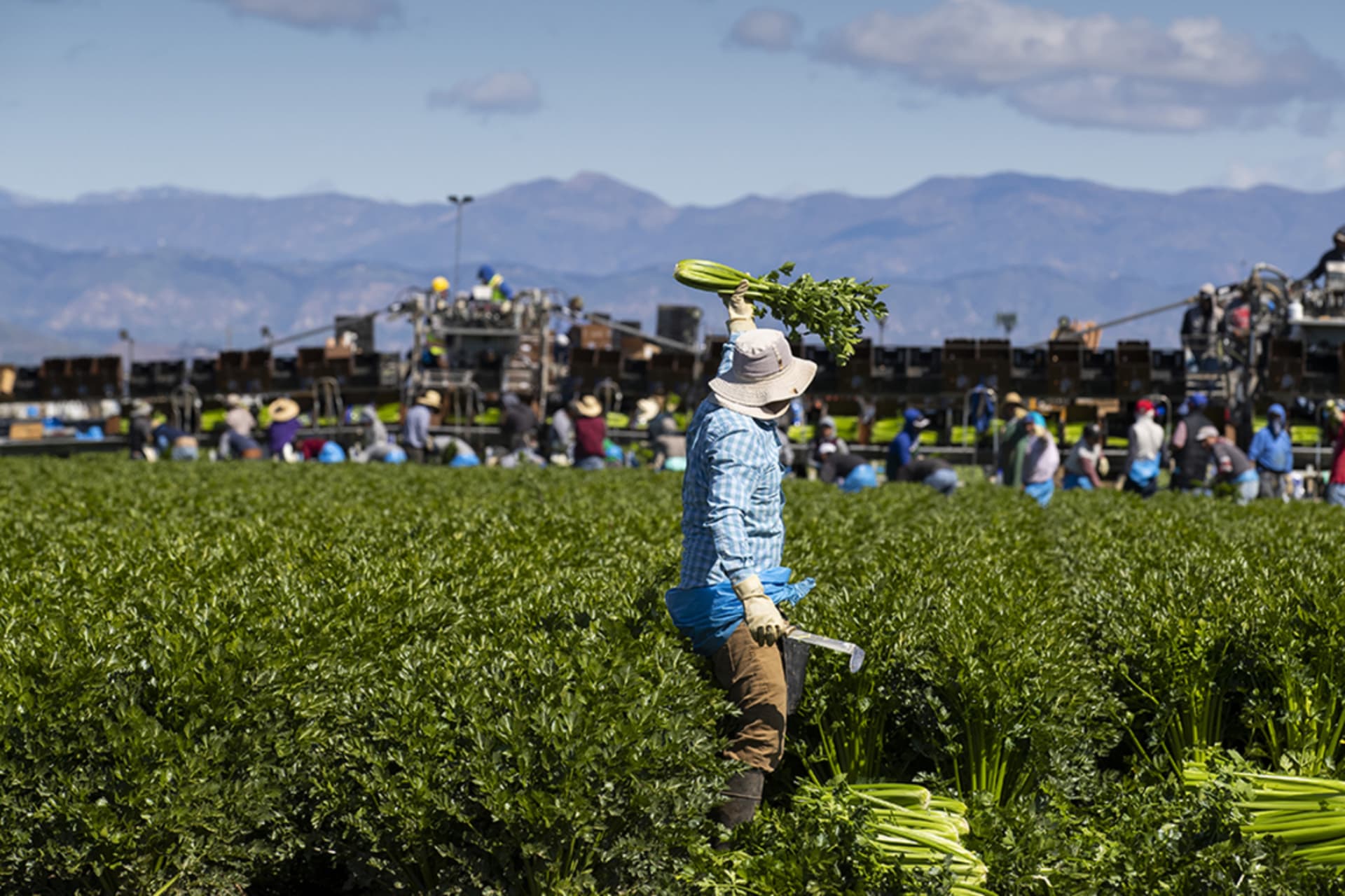 <p>Agricultural workers harvest celery in Oxnard, California, on March 26, 2020.</p>
