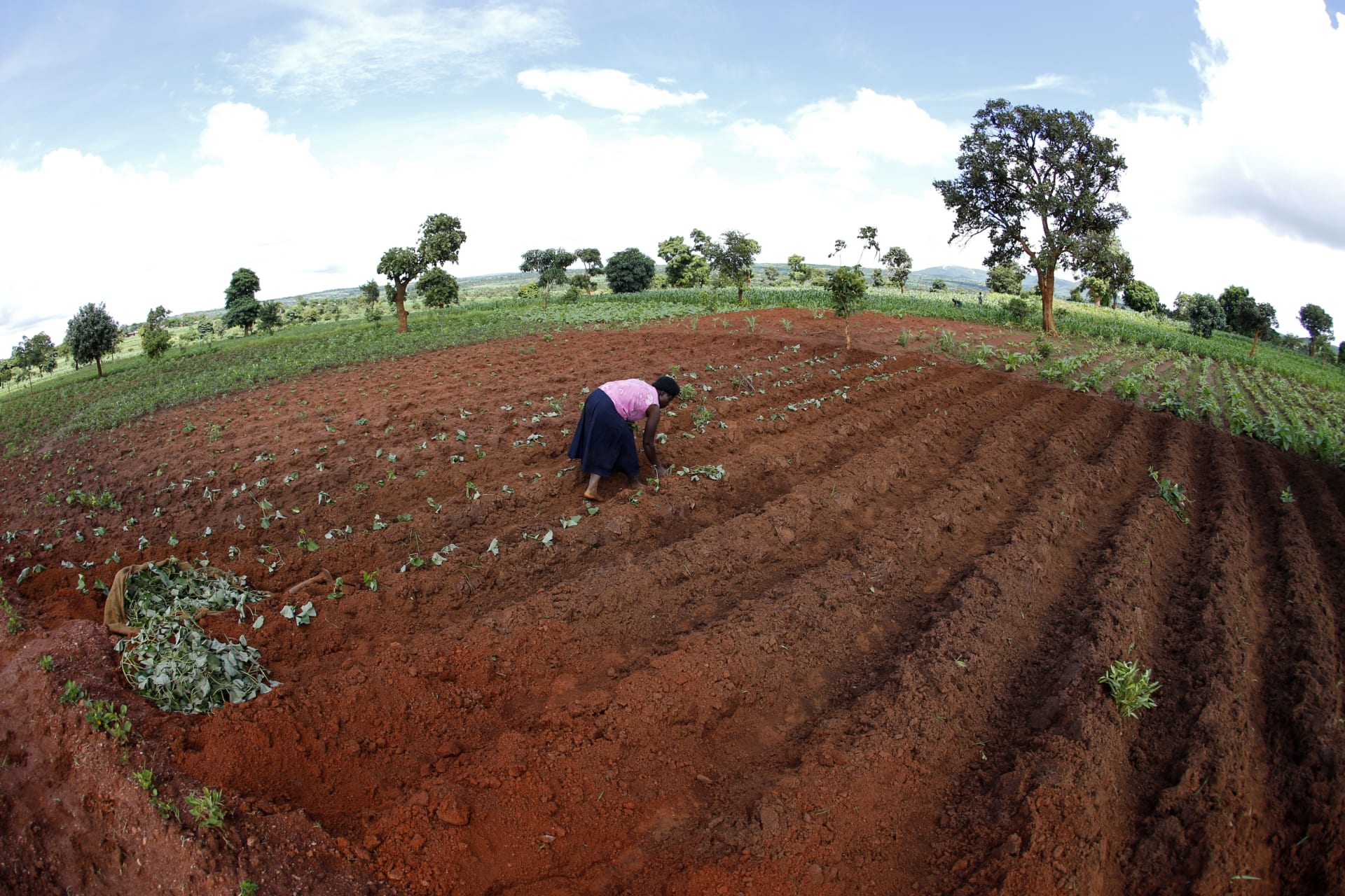 <p>Malawian subsistence farmer Rozaria Hamiton plants sweet potatoes near the capital Lilongwe, Malawi, on February 1, 2016.</p>
