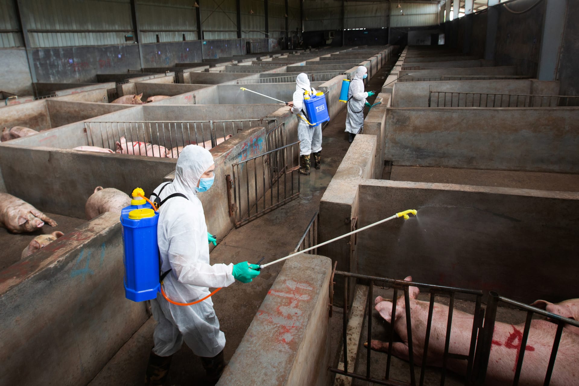 <p>Local husbandry and veterinary bureau workers in protective suits disinfect a pig farm as a prevention measure for African swine fever, in Jinhua, Zhejiang province, China August 22, 2018.</p>
