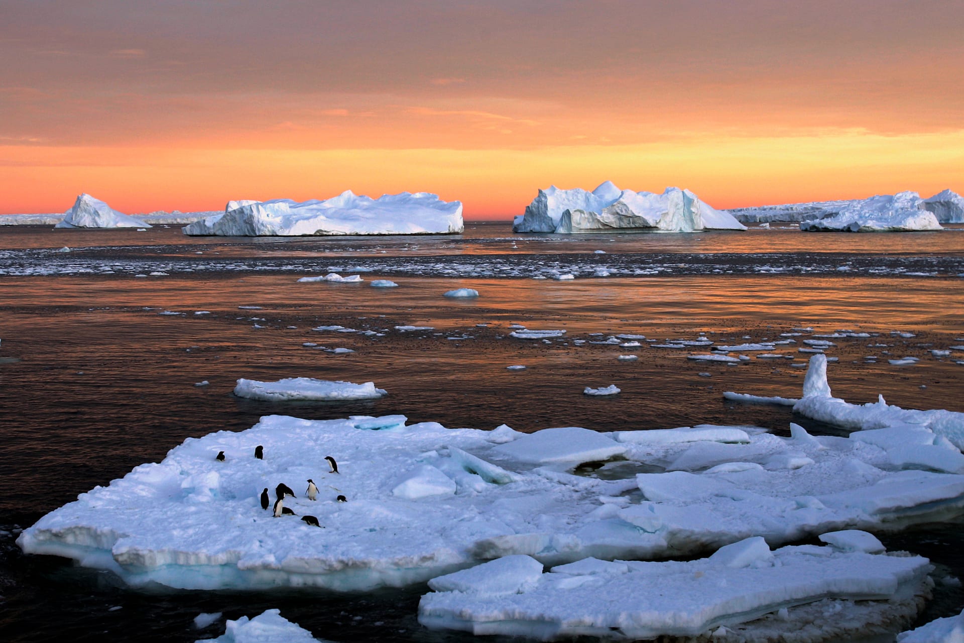 <p>Adelie penguins stand atop ice near the French station at Dumont díUrville in East Antarctica, on January 22, 2010.</p>
