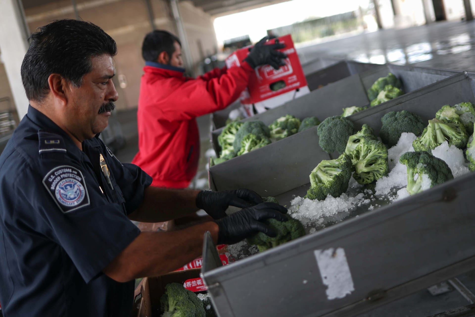 <p>A U.S. Customs and Border Control official checks imported broccoli from Mexico at a port of entry in Pharr, Texas.</p>
