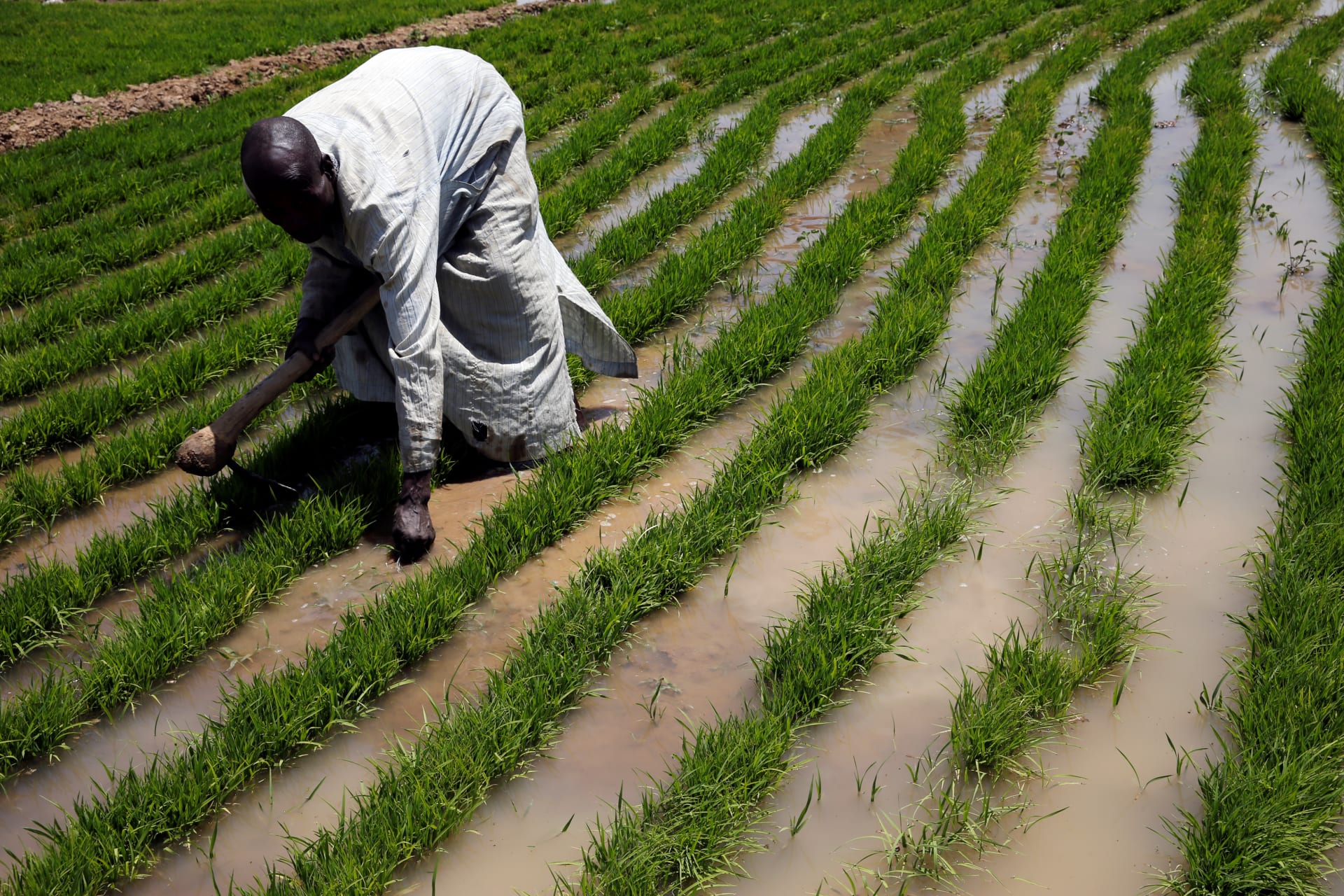 <p>A farmer works with rice sprouts on a farm in Dabua, Bauchi, Nigeria, on March 2, 2017.</p>

