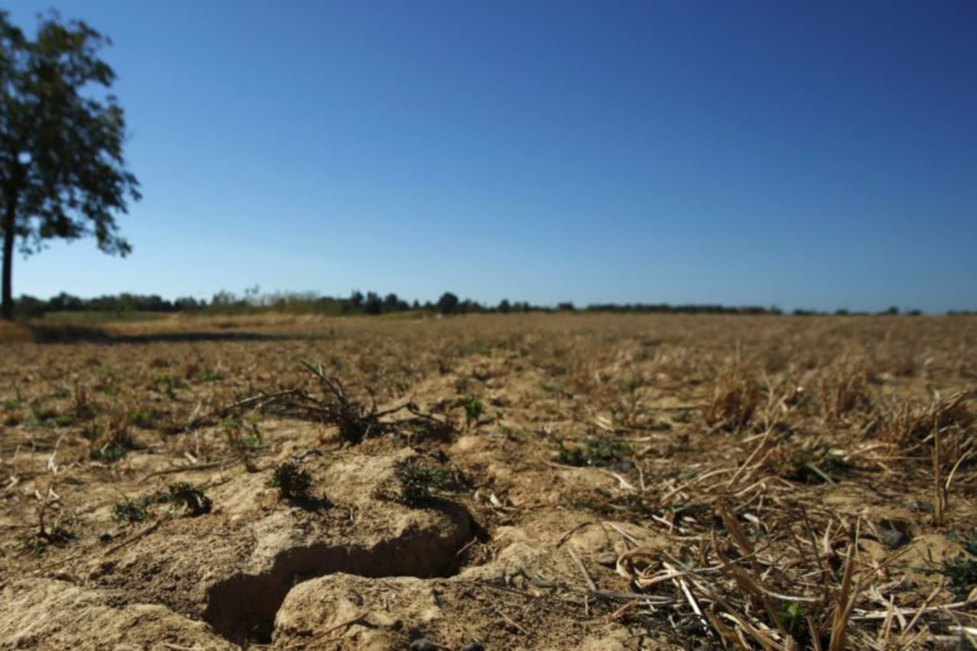 <p>A drought-stricken field in Drenje, Croatia, on August 21, 2012.</p>
