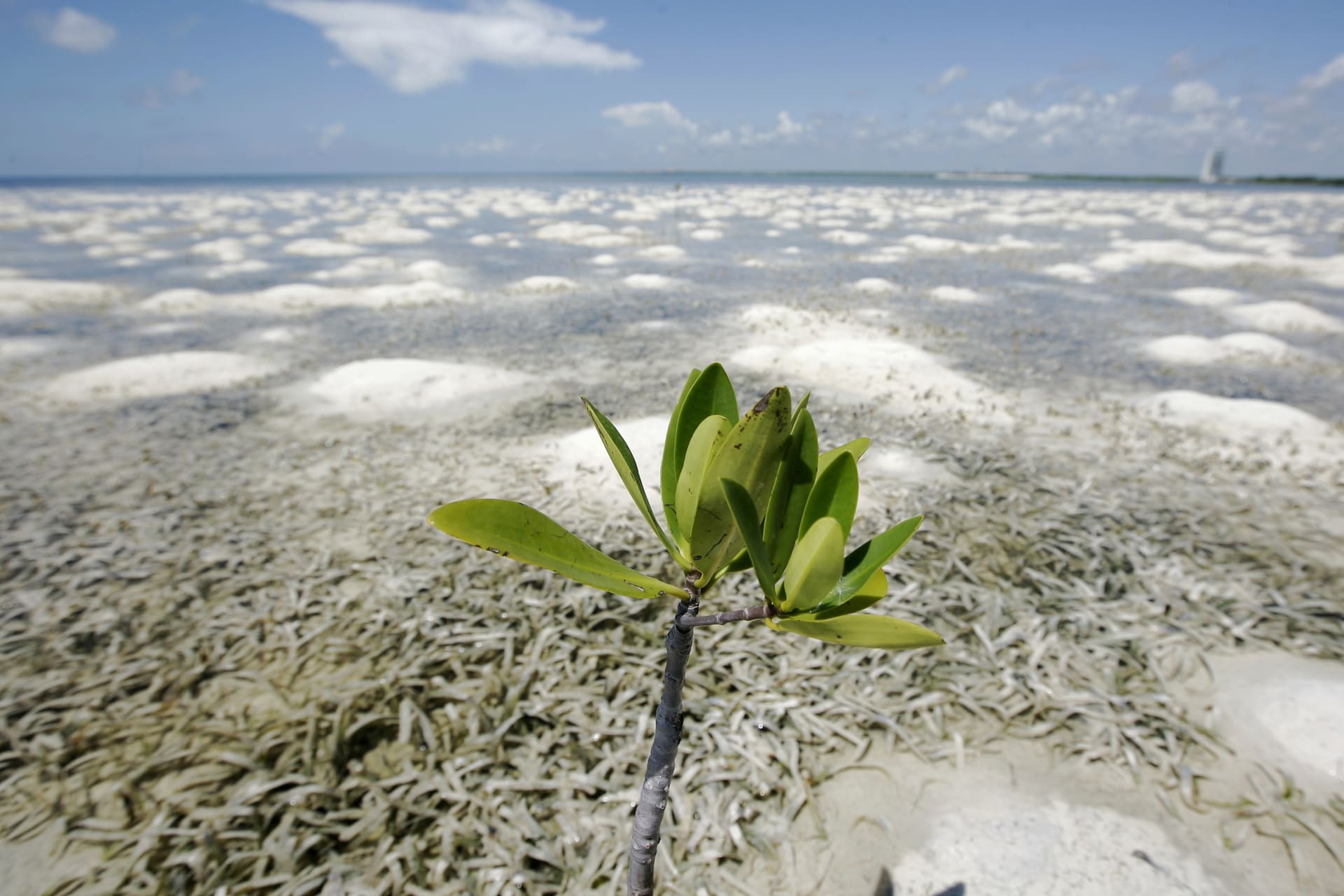 <p>A mangrove plant grows on a shore in Cancun. In the 40 years since Cancun was founded, countless acres of mangrove forests have been lost. Now many scientists say that mangrove forests can help slow climate change, and are desperate to save them.</p>
