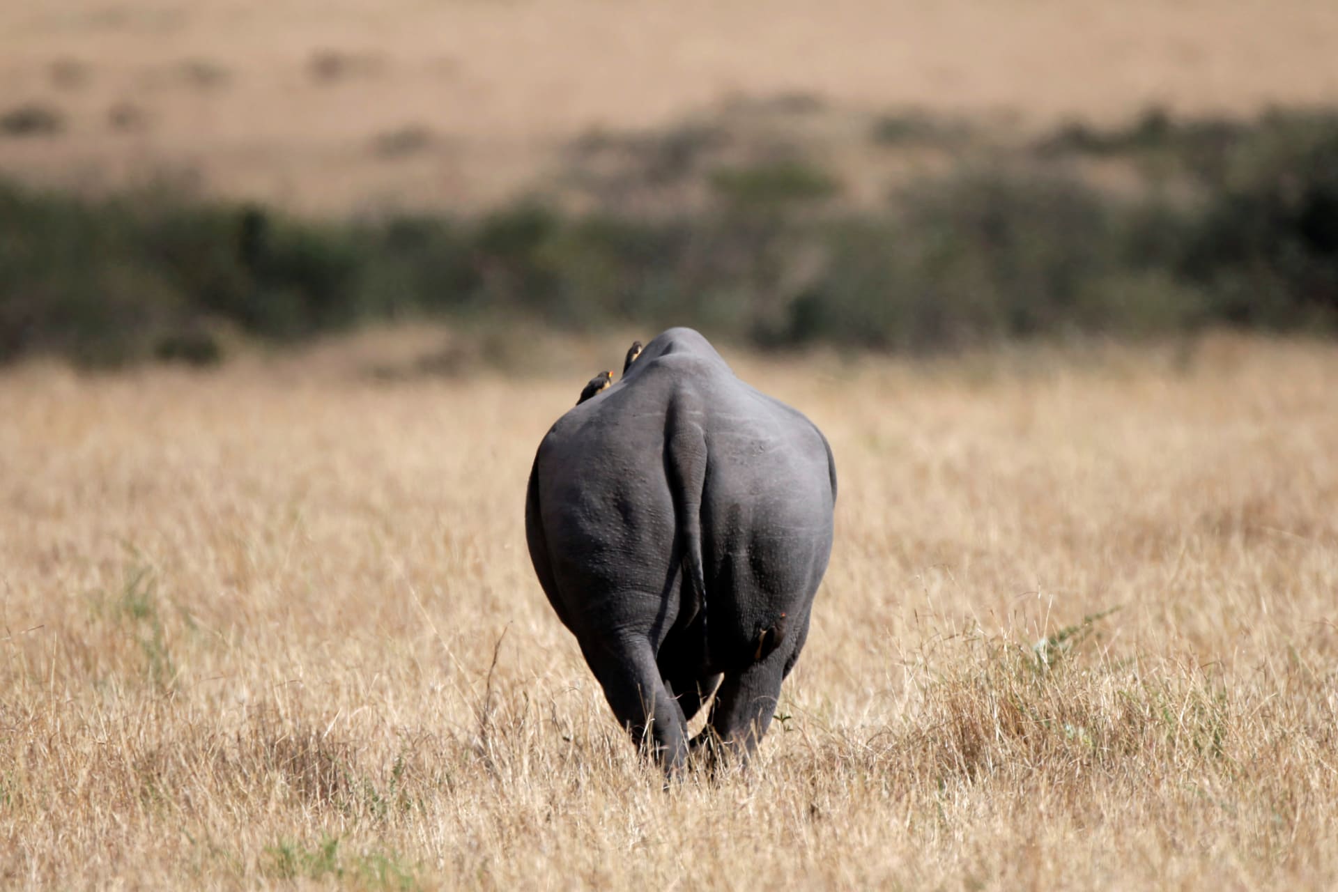 <p>A black rhino walks in Maasai Mara National Reserve, Kenya, on September 17, 2016.</p>
