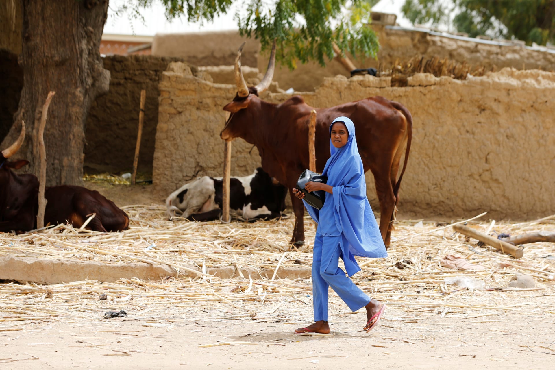 <p>A girl walks past a bull stall on the street in Dapchi, Yobe state, Nigeria February 27, 2018. </p>
