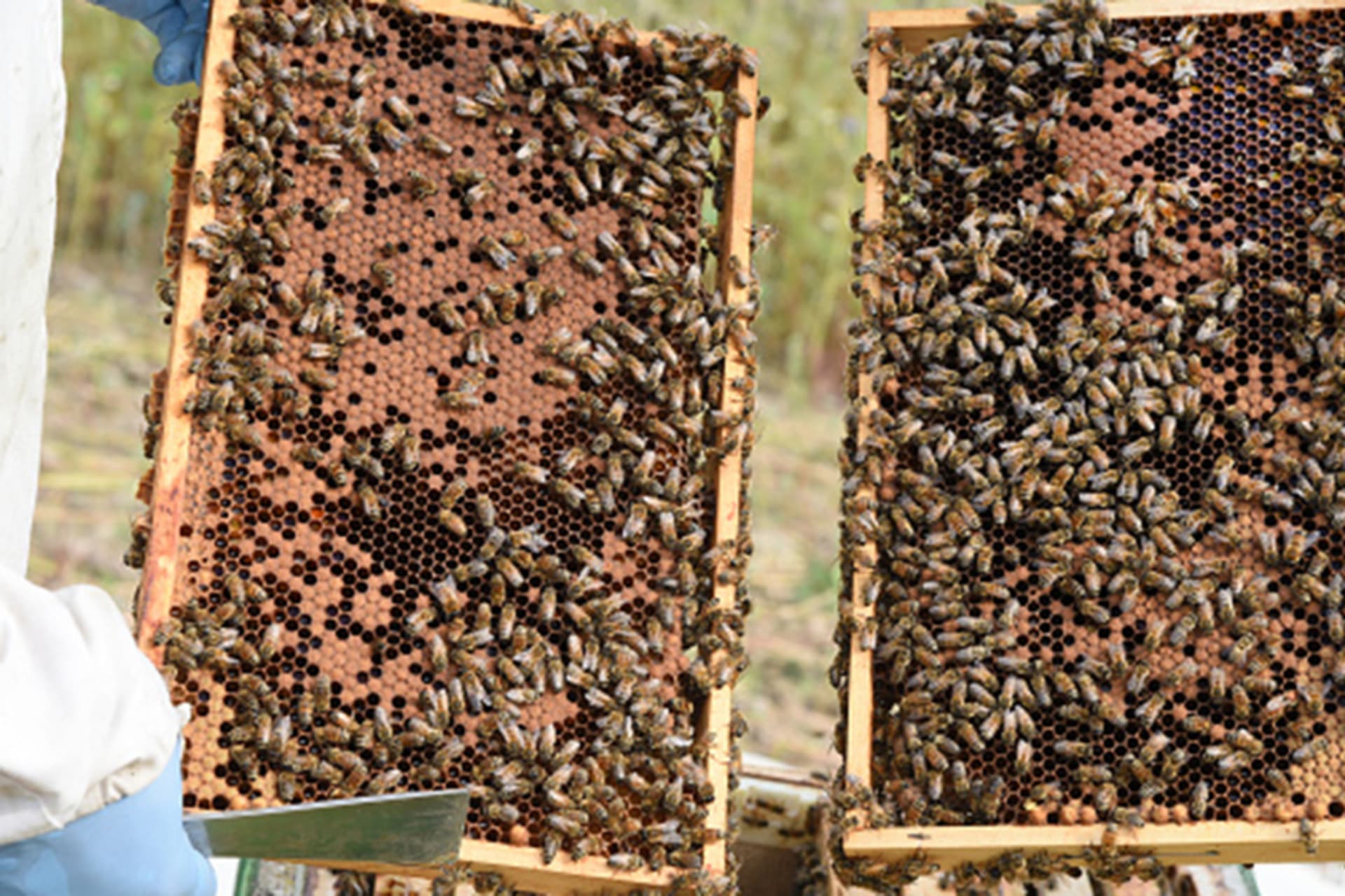 <p>The director general of the Nigerian Export Promotion Council said that honey and other beehive products in Nigeria could generate $10 billion from local and international trade.</p>
