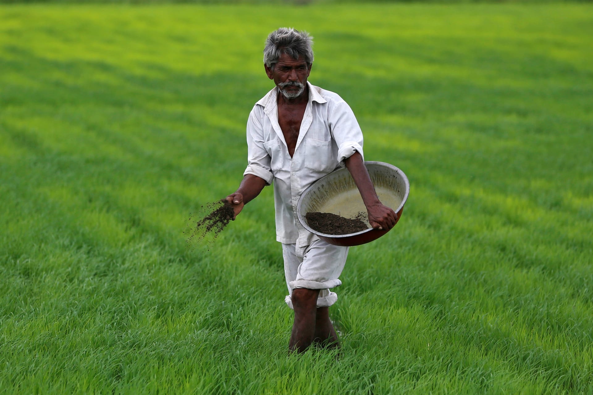 <p>A farmer spreads fertizer mixed with potash in his paddy field on the outskirts of Ahmedabad, India, July 13. 2017. Picture taken July 13. 2017.</p>
