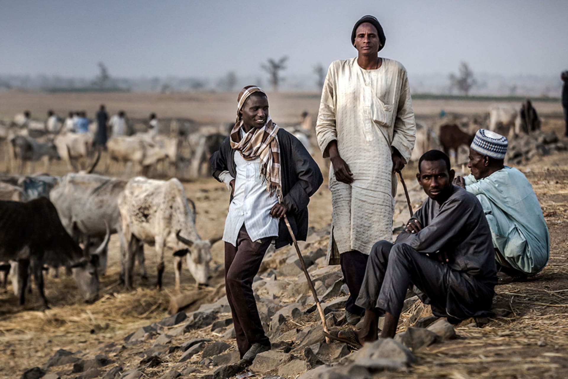 <p>Cattle herders gather with their livestock on the outskirts of a cattle market in Ngurore, Adamawa State, Nigeria, on February 20, 2019.</p>