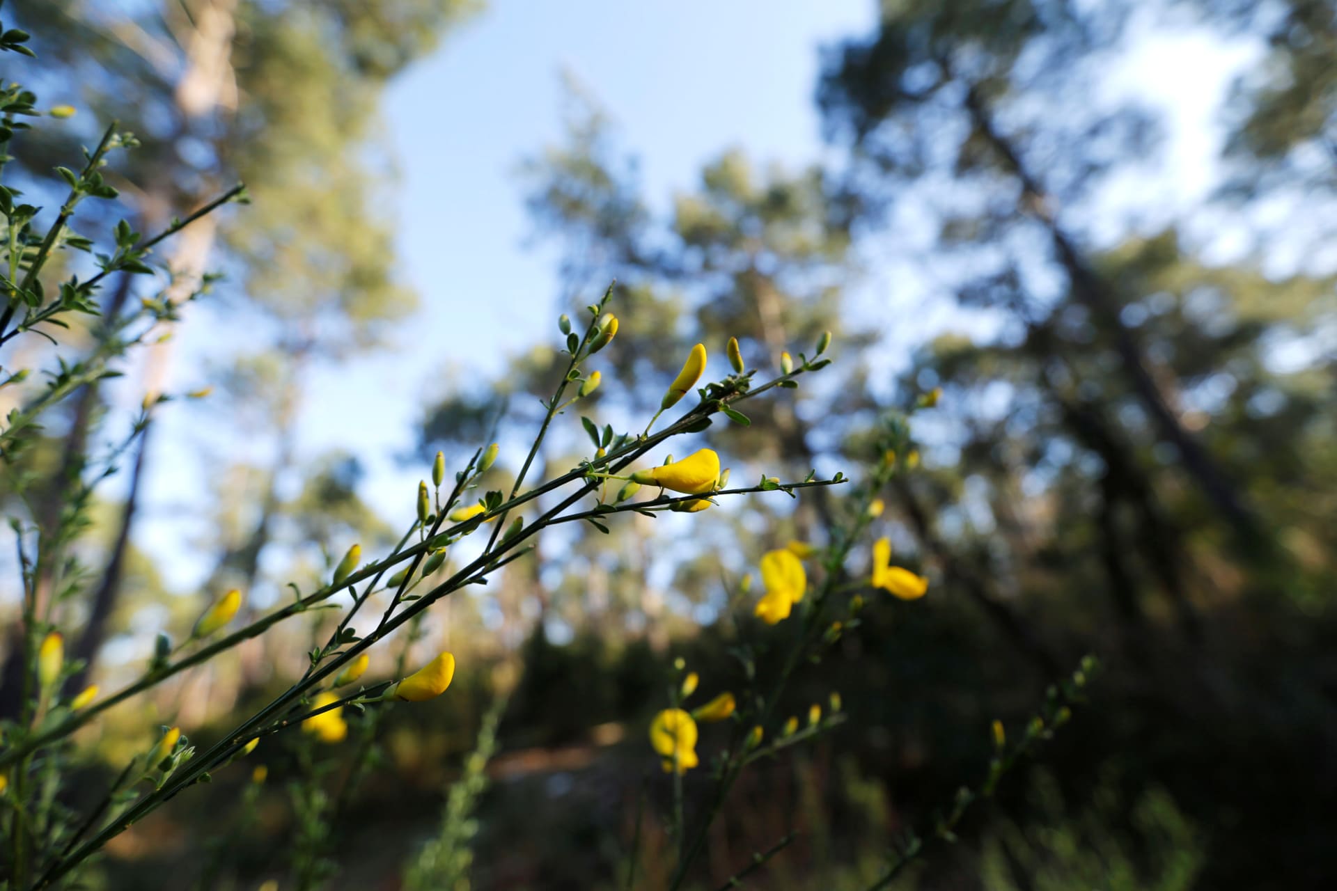 <p>Flowers in the Landes forest near Le Pyla, France, on March 21, 2019.</p>
