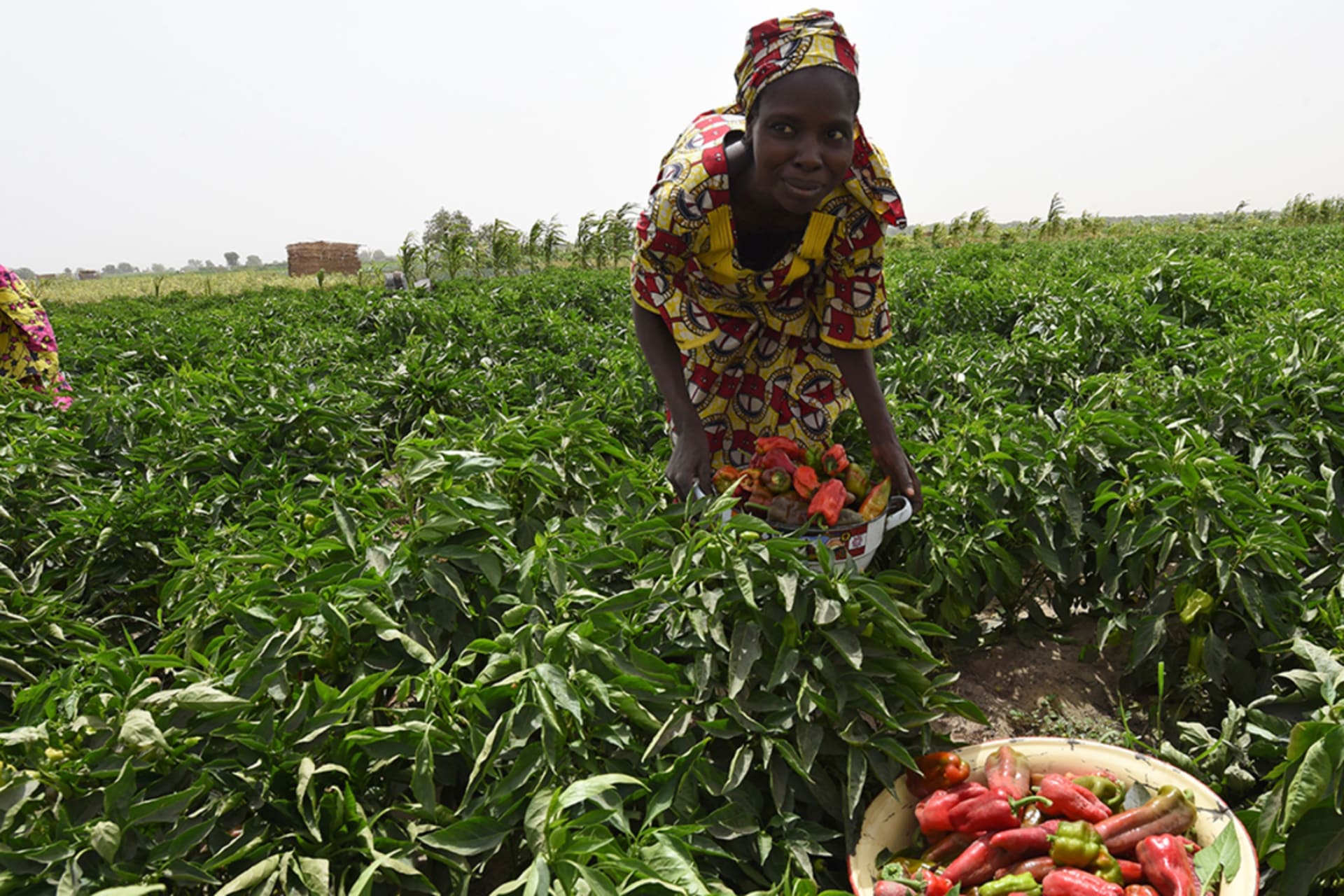 <p>A woman carries a bowl of peppers harvested from Food and Agriculture Organisation (FAO)-supported farms at Jere community, 11 km from Maiduguri, in Borno state, northeast Nigeria, on April 6, 2017.</p>
