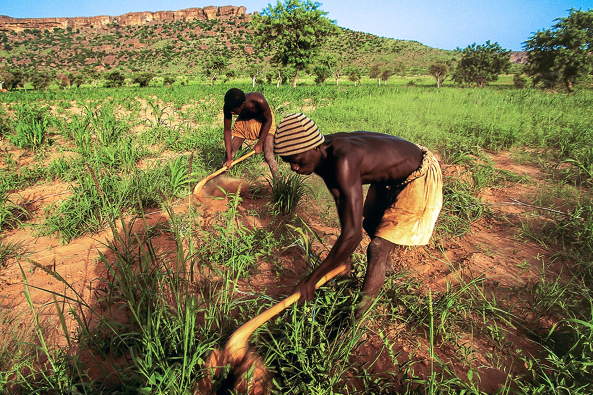 <p> Dogon farmers hoeing a field, with the Bandiagara Escarpment in the background, Mali, on March 5, 2016.</p>
