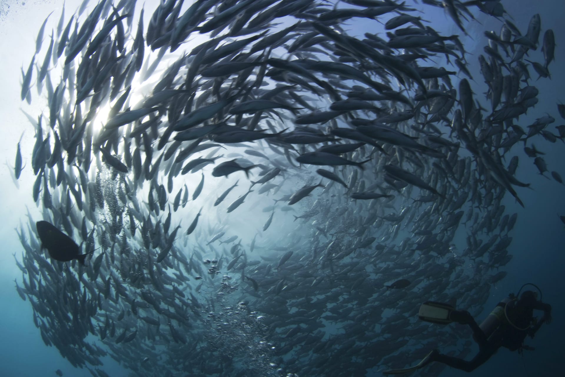 <p>A school of swirling jacks near the Indonesian island of Bali on May 14, 2011. </p>
