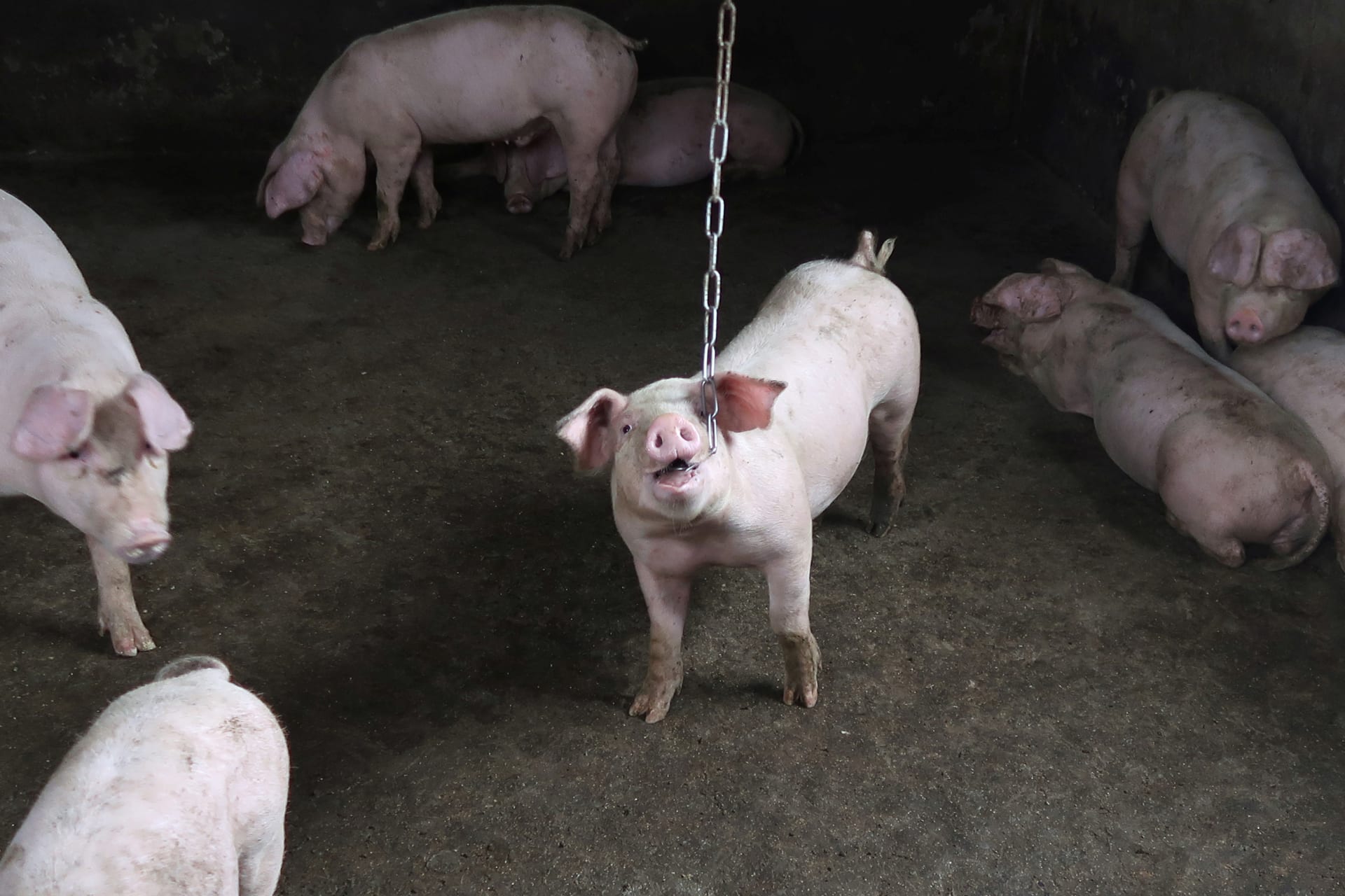 <p>Pigs are seen at a backyard farm on the outskirts of Harbin, Heilongjiang province, China September 5, 2018. Picture taken September 5, 2018.</p>
