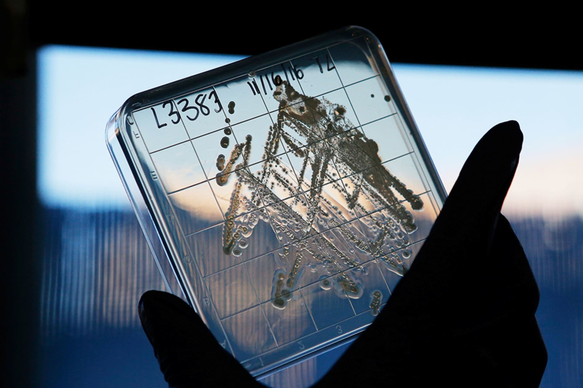 <p>A biotech researcher holds up a sample of the bacterium Eleftheria terrae.</p>
