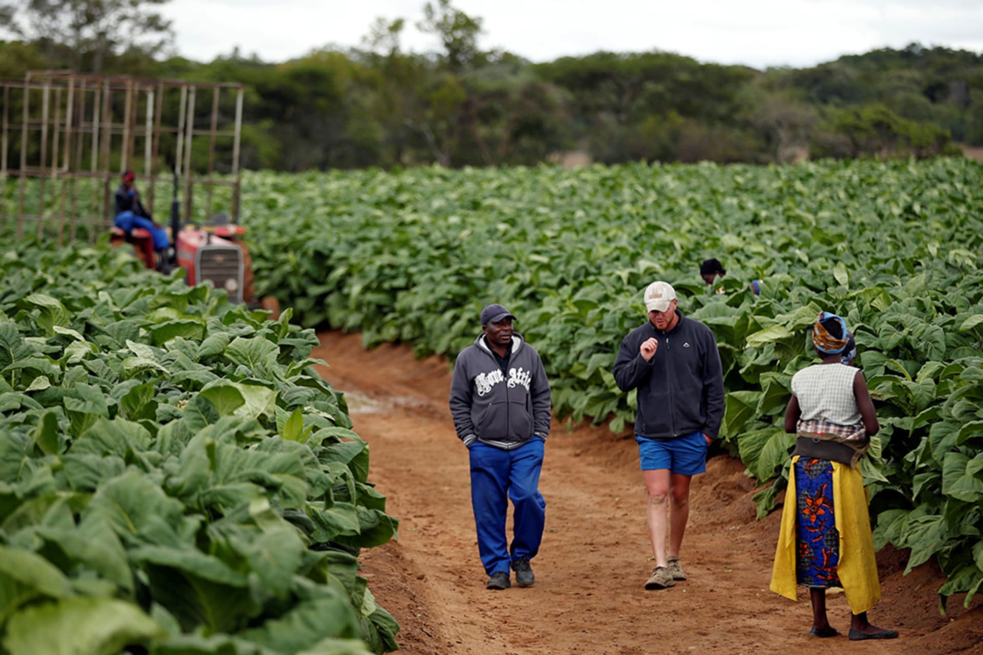 <p>Farm workers chat during the harvesting of tobacco at Dormervale farm east of Harare, Zimbabwe, November 28, 2017. </p>
