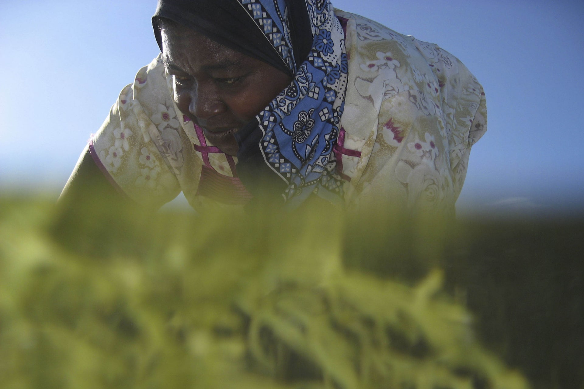 <p>Seaweed farmer Nyafu Juma Uledi tends her crop in tidal pools near the village of Bwejuu on Zanzibar island, Tanzania, December 2, 2007. Local women have earned a degree of financial independence by farming seaweed in Zanzibar.</p>
