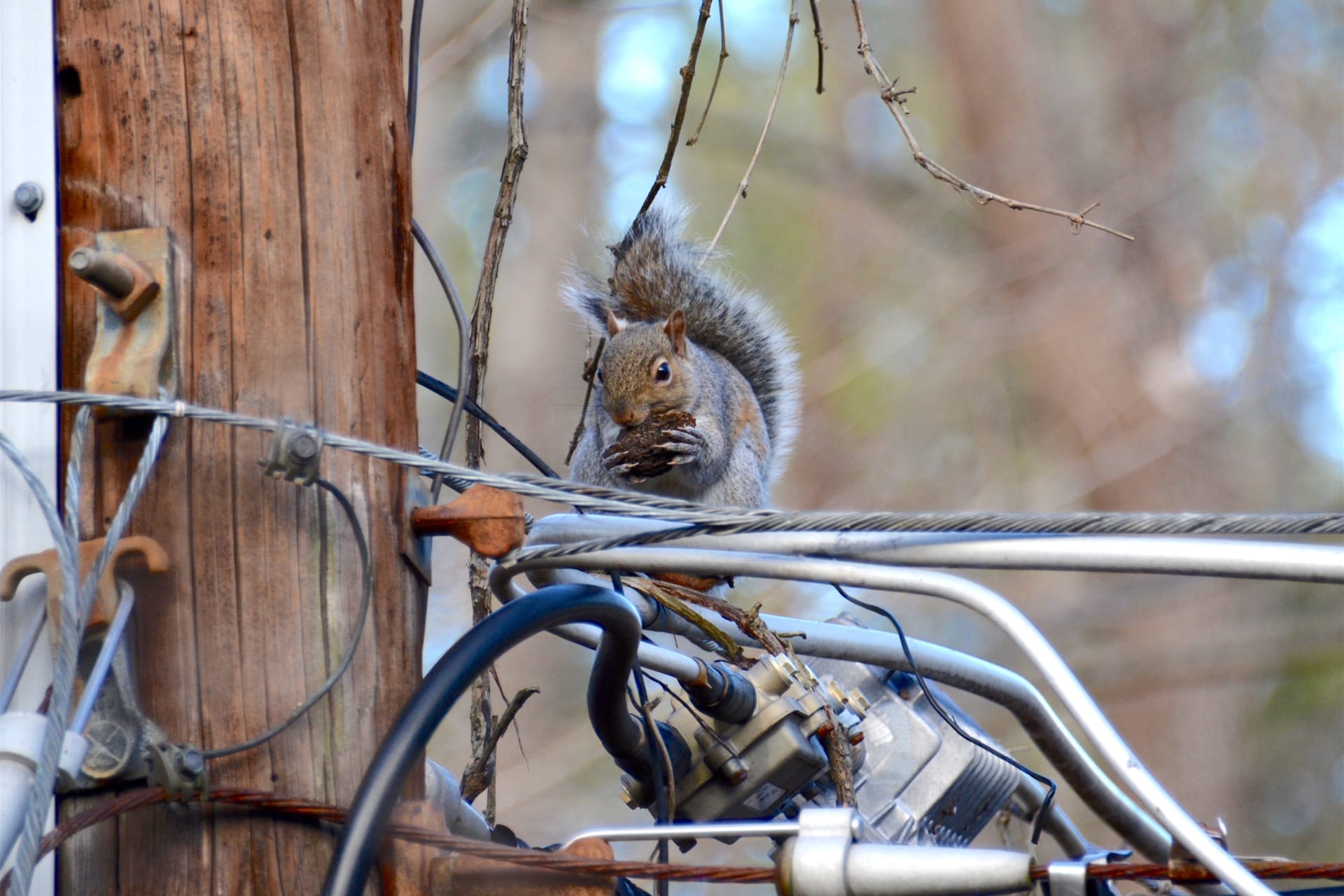 <p>Who poses a bigger threat to the U.S. electricity grid: the Russians or squirrels?</p>
