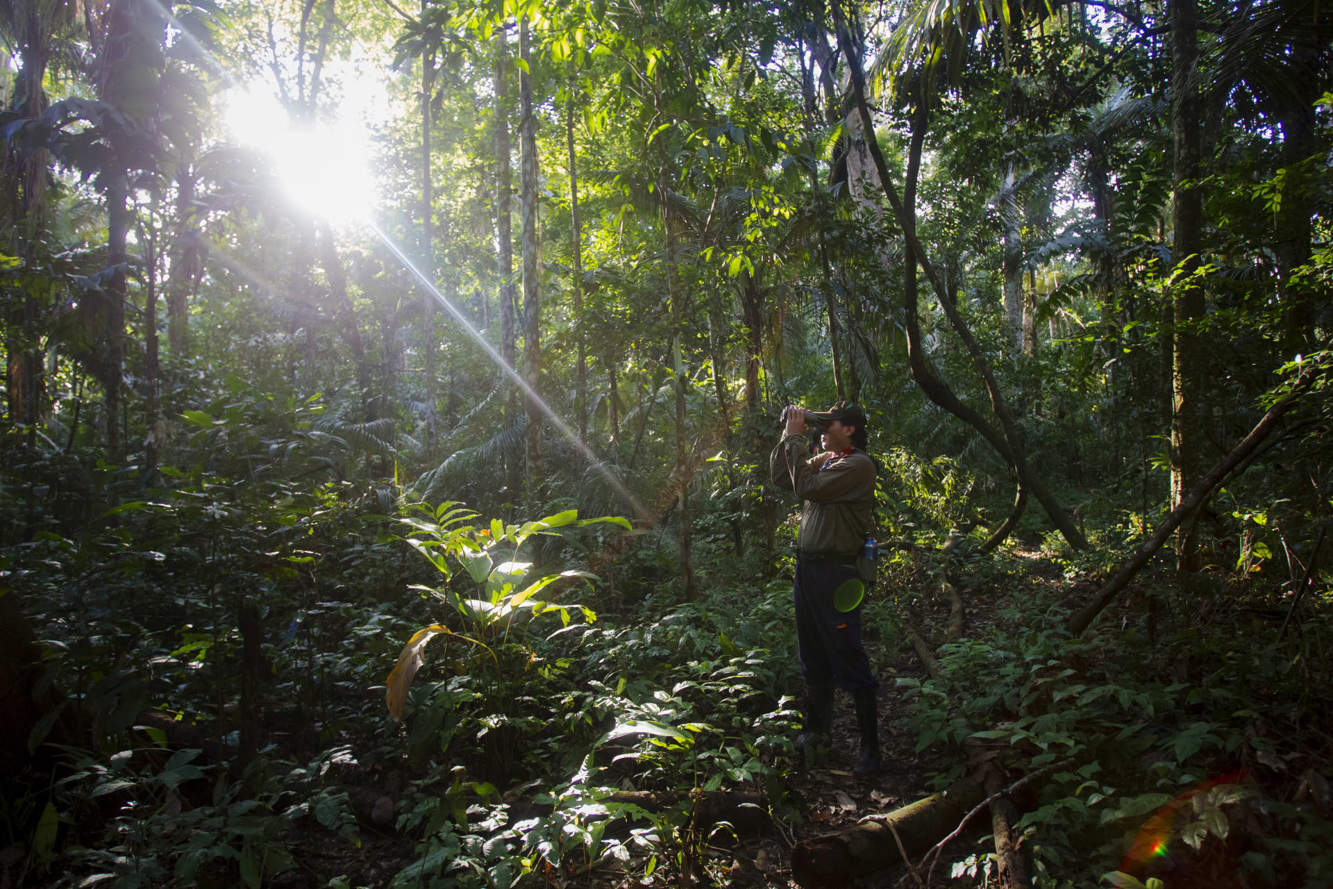 <p>A tourist guide searches for monkeys at the Manu National Park in Peru’s southern Amazon region of Madre de Dios in 2014.</p>
