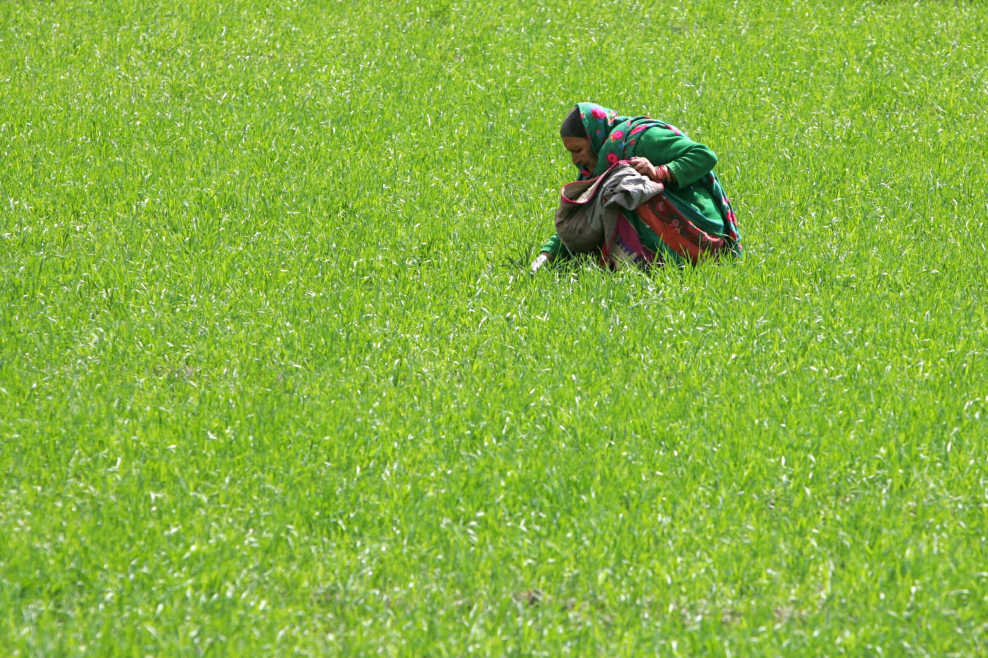 <p>An Afghan woman works on her land in the central province of Bamiyan, 260 km (161 miles) northwest of Kabul, March 28, 2005.</p>

