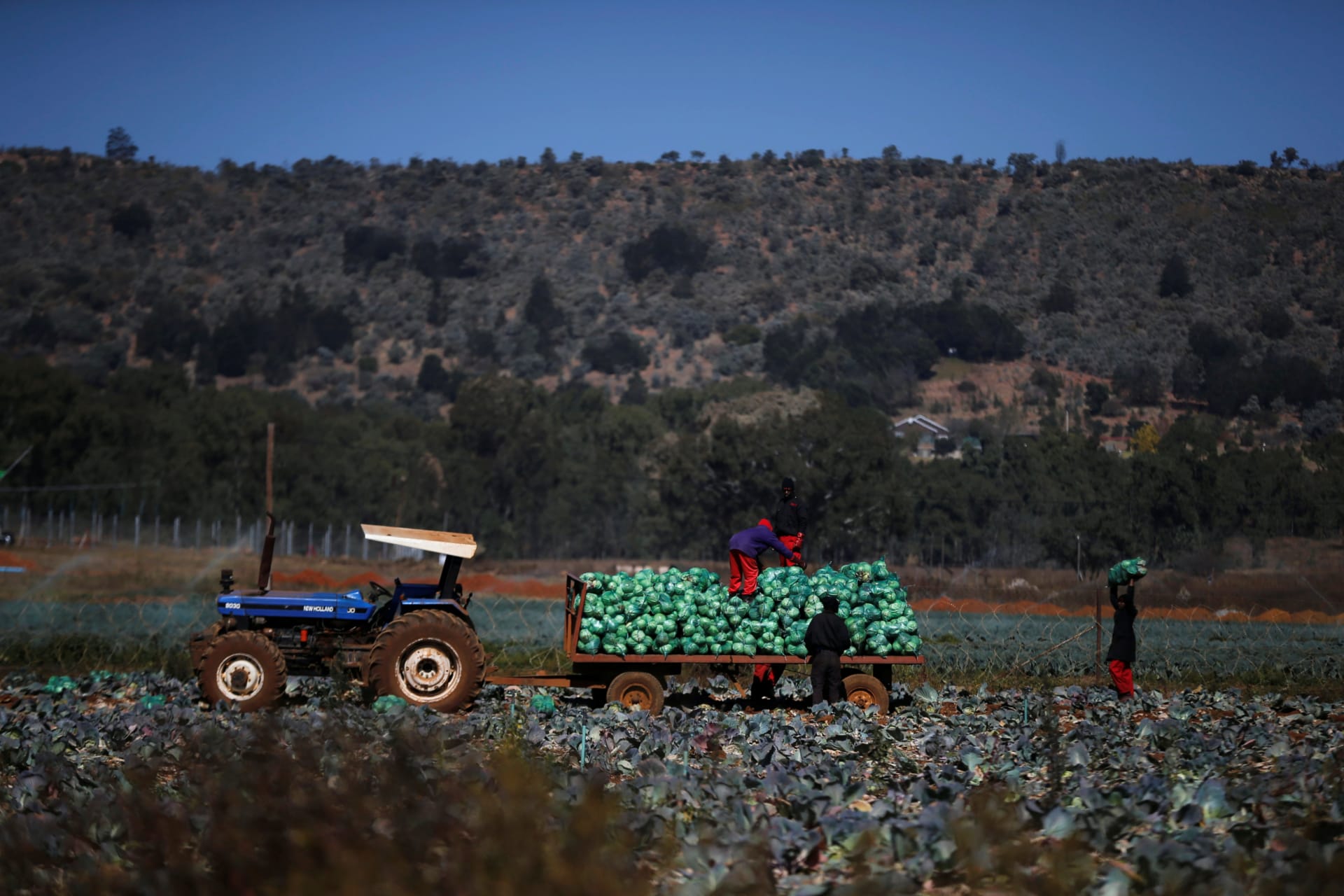 <p>Farm workers harvest cabbages at a farm in Eikenhof, south of Johannesburg, South Africa, June 8, 2017. When the ANC took power in 1994, whites owned 87 percent of all land while only making up 10 percent of the population.</p>
