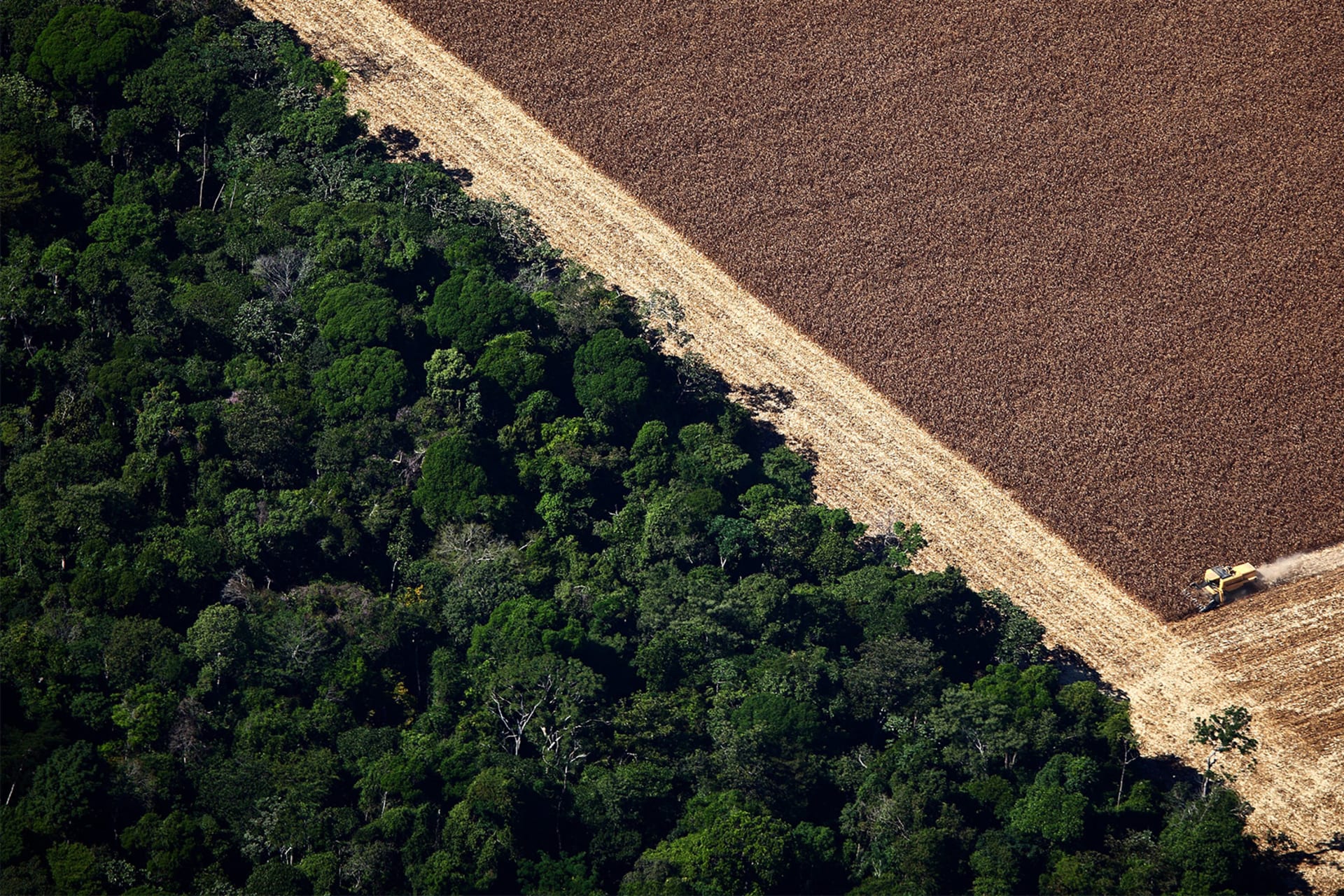 Deforestation in the Amazon InfoGuide