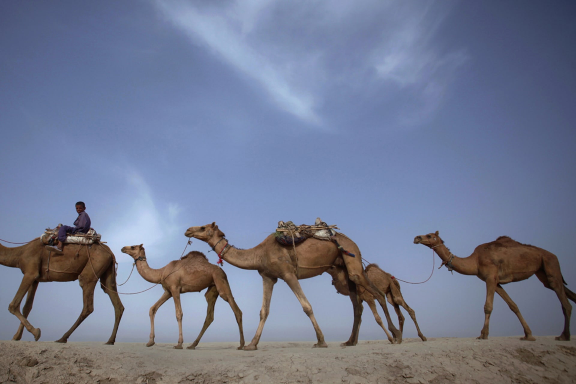 <p>A boy leads his family’s camels in Pakistan.</p>
