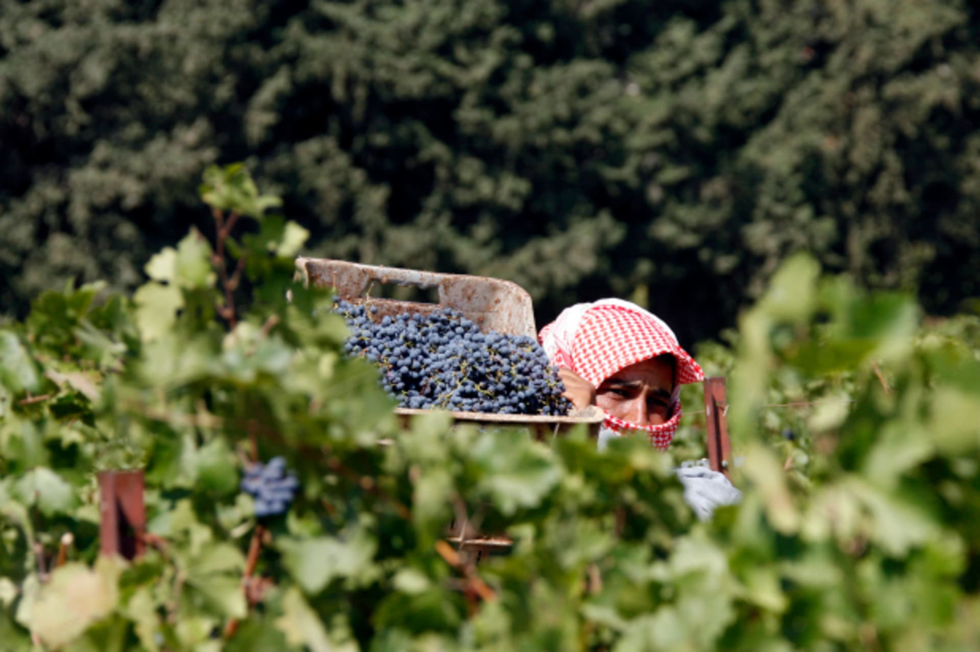<p>A Syrian labourer gathers grapes at Chateau Kefraya in Lebanon’s Bekaa Valley at the end of the harvest (Jamal Saidi/Reuters).</p>