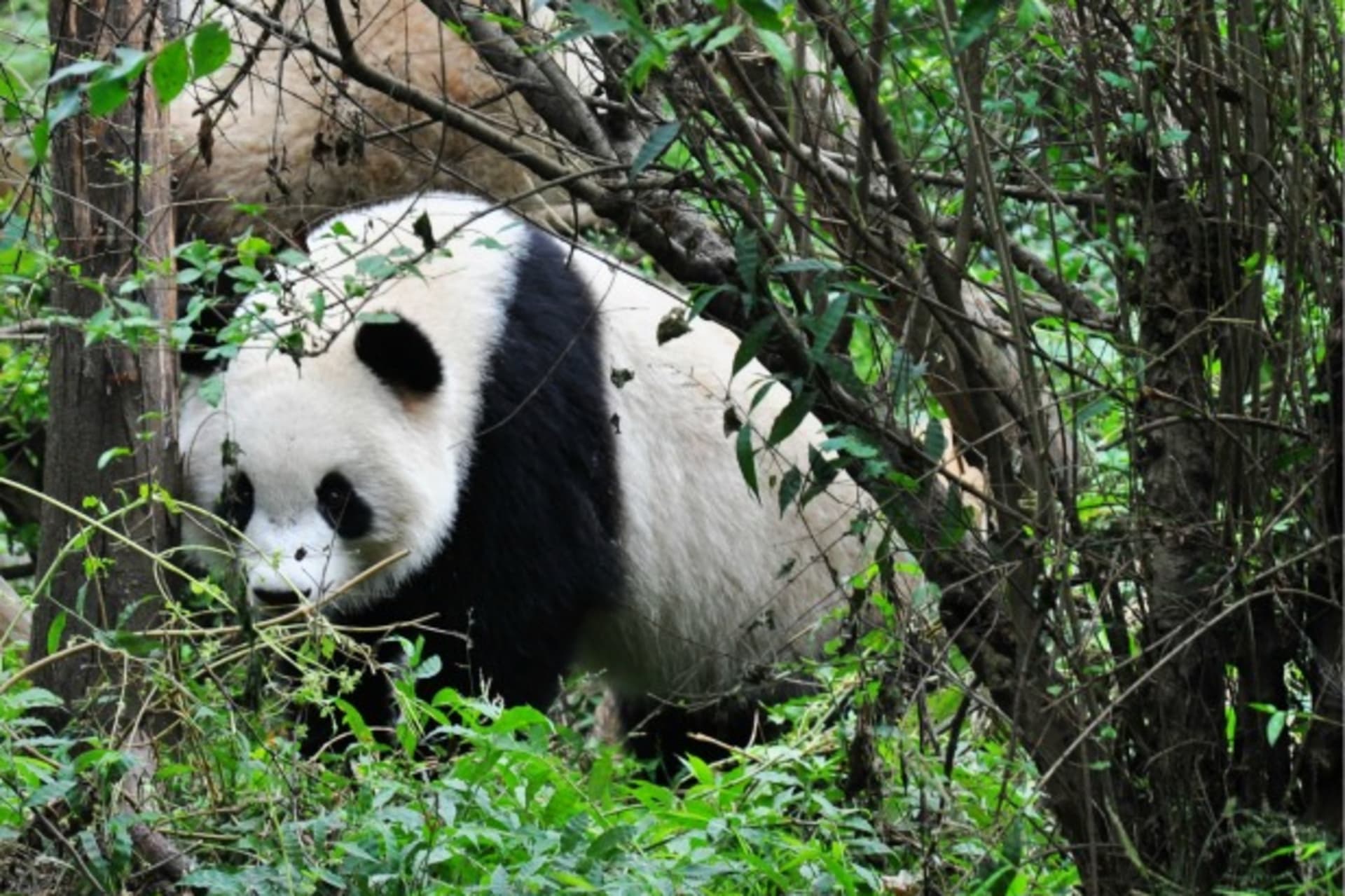 <p>CFR Cyber Net Politics Sneaky Panda</p>
