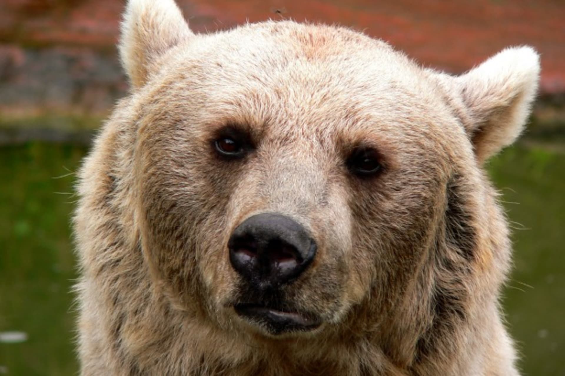 <p>CFR Cyber Net Politics Russia Bear</p>
