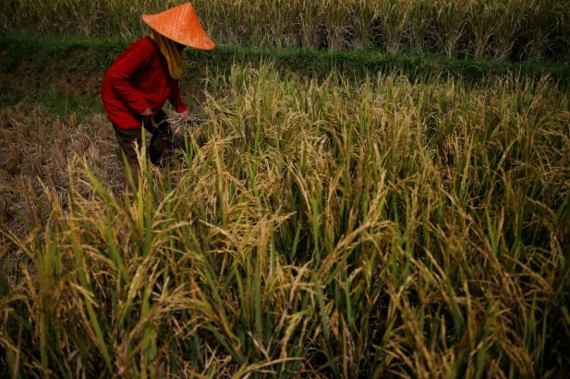 <p>A farmer collects rice during harvest time at a paddy field in Padalarang, Indonesia’s West Java province, May 2014 (Courtesy Reuters/Beawiharta).</p>
