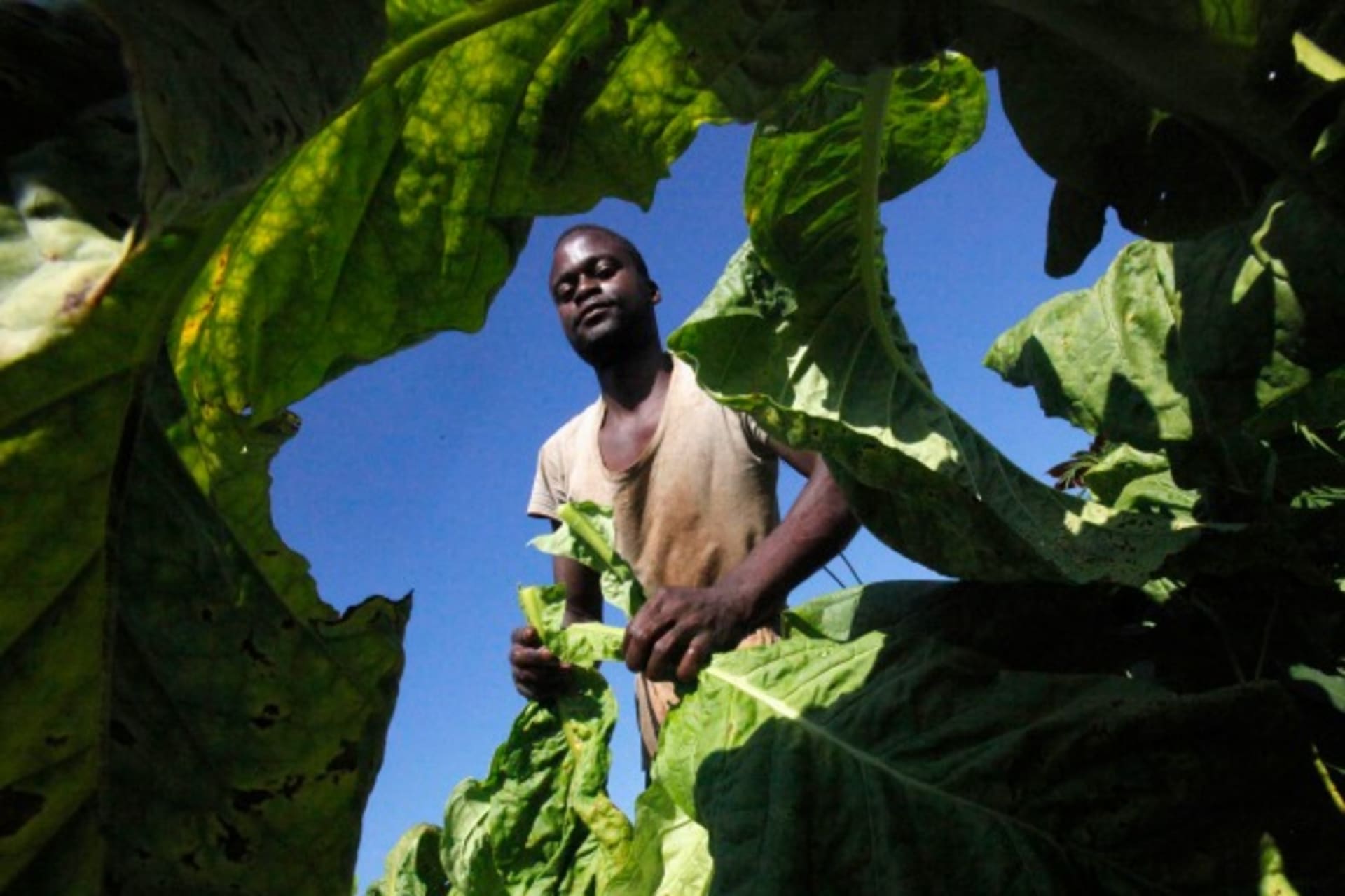 <p>A farmer harvests tobacco in Harare, Zimbabwe, January 2014 (Courtesy Reuters/Philimon Bulawayo).</p>
