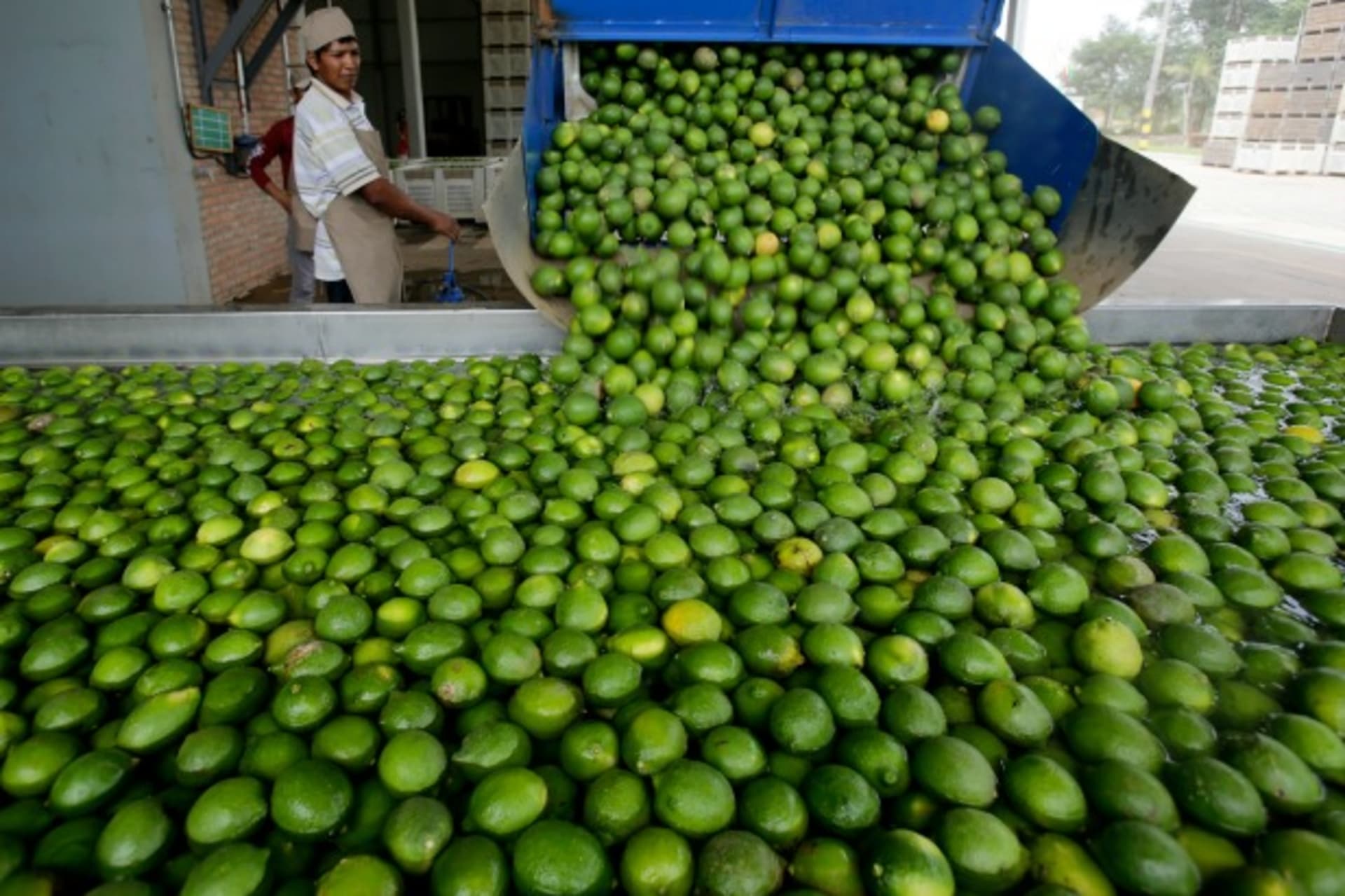 <p>A worker looks at lemons at a plant in Cuatro Cañadas, Bolivia, December 2013 (Courtesy Reuters/David Mercado).</p>
