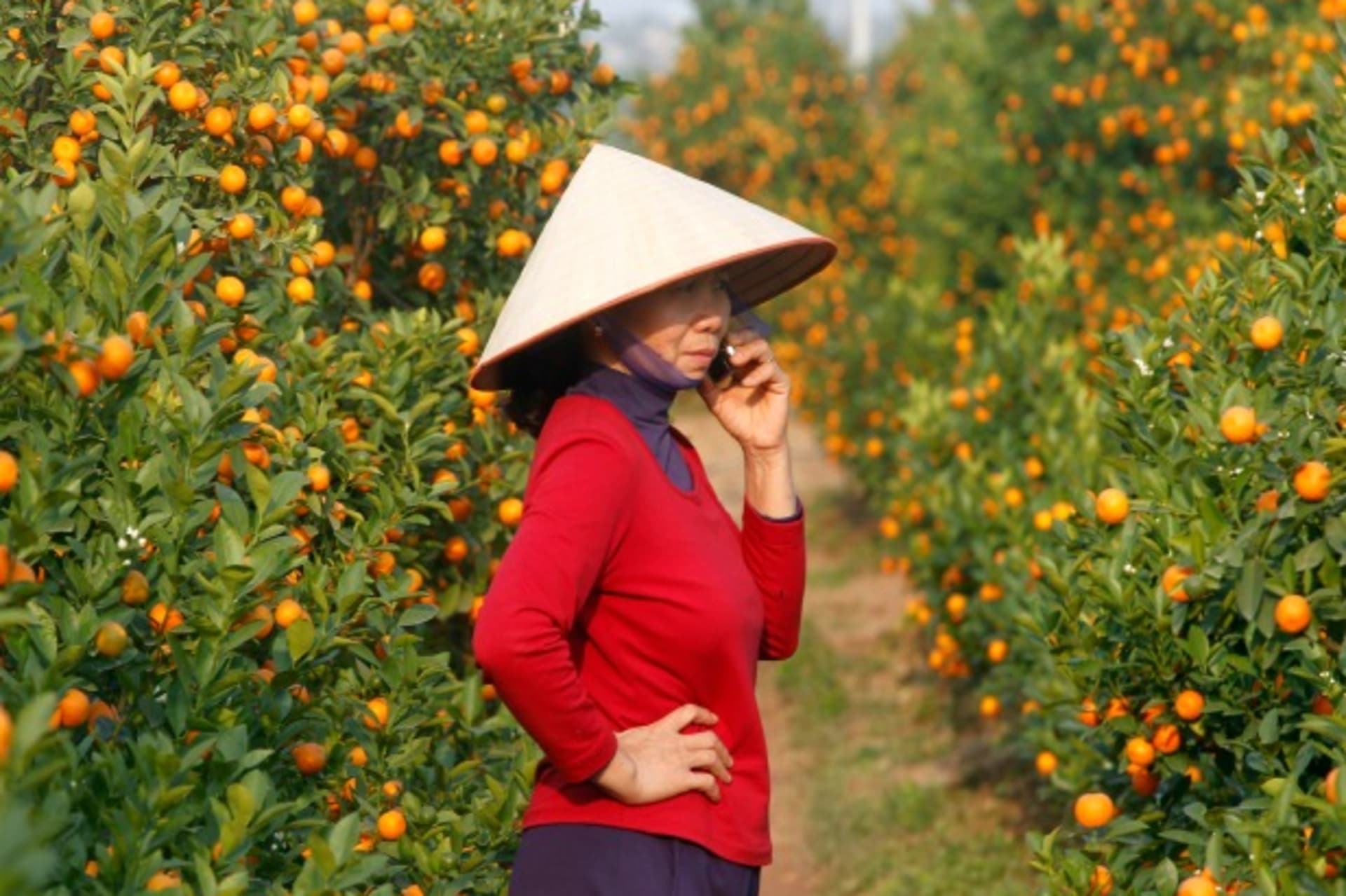 <p>A woman uses a mobile phone near kumquat trees in Hanoi, Vietnam, 2014 (Courtesy Reuters/Kham).</p>
