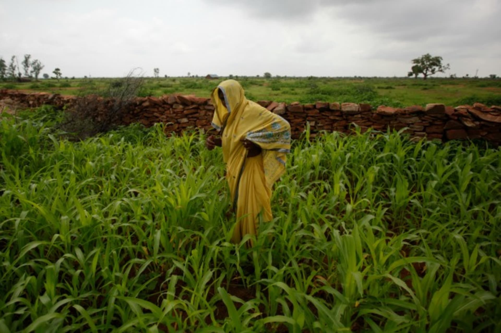 <p>Child bride Krishna, 12, stands in a corn field behind her house , located in the northwestern state of Rajasthan, India, July 2011 (Courtesy Reuters/Danish Siddiqu).</p>
