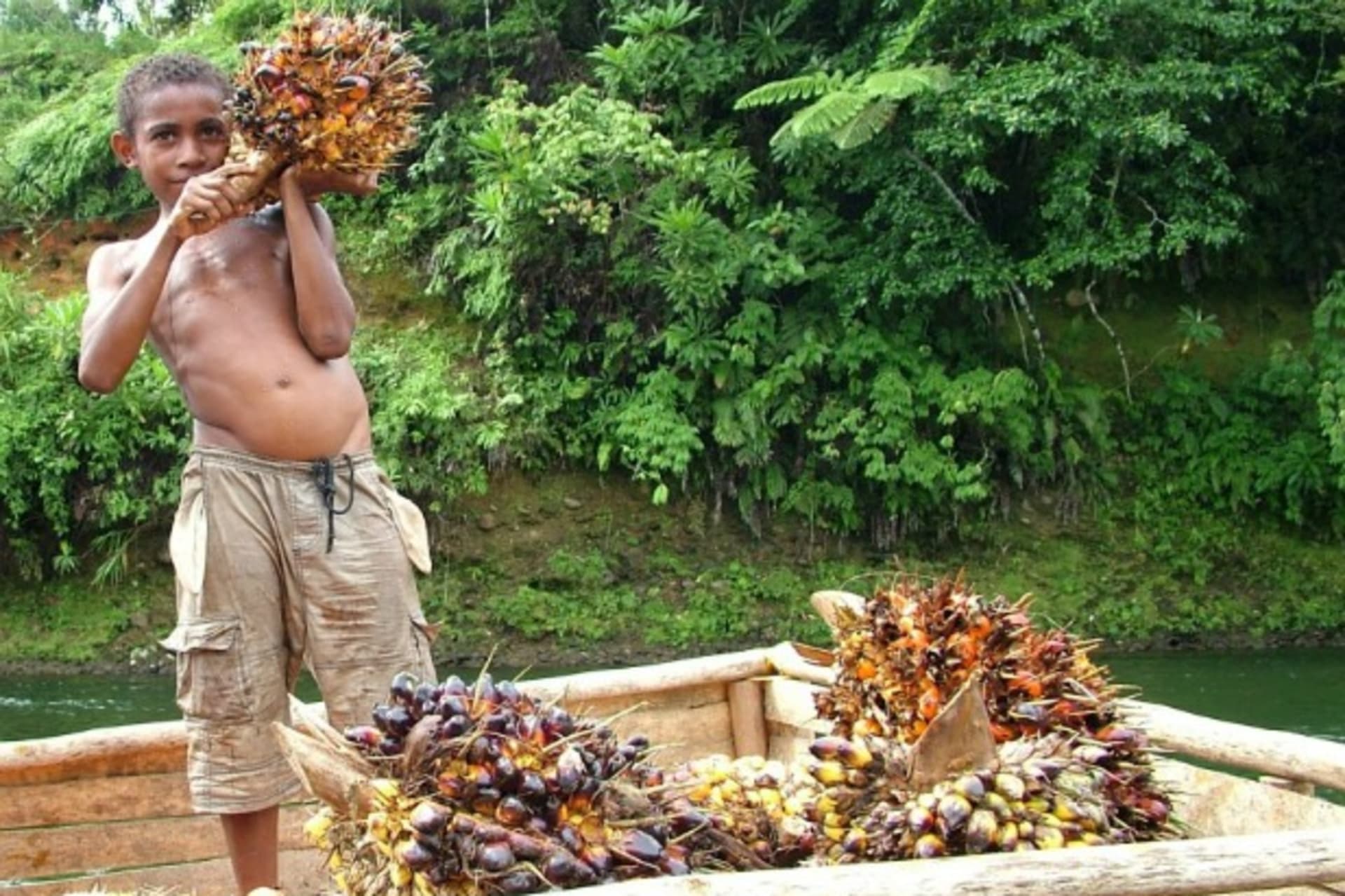 <p>Use of child labor in harvesting palm oil in Oro Province, Papua New Guinea, 2009 (Courtesy Accountability Counsel).</p>
