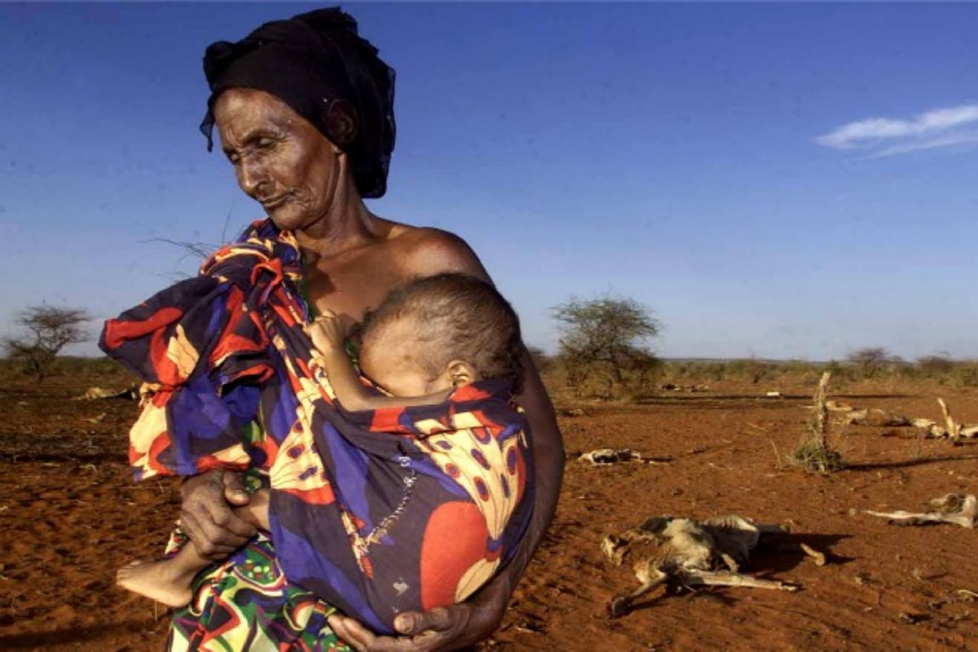 <p>Ruqia Aroo, 80, carries her malnourished grandson near carcasses of dead cattle, Ethiopia, April 2000 (Courtesy Reuters).</p>
